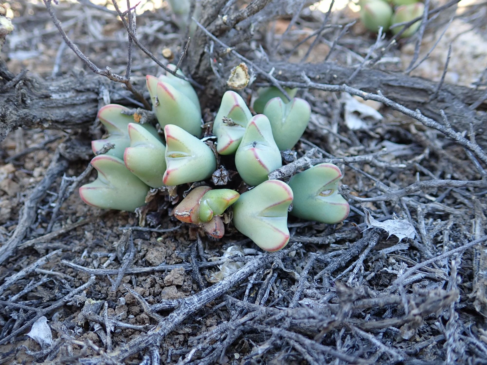 Image of Conophytum bilobum