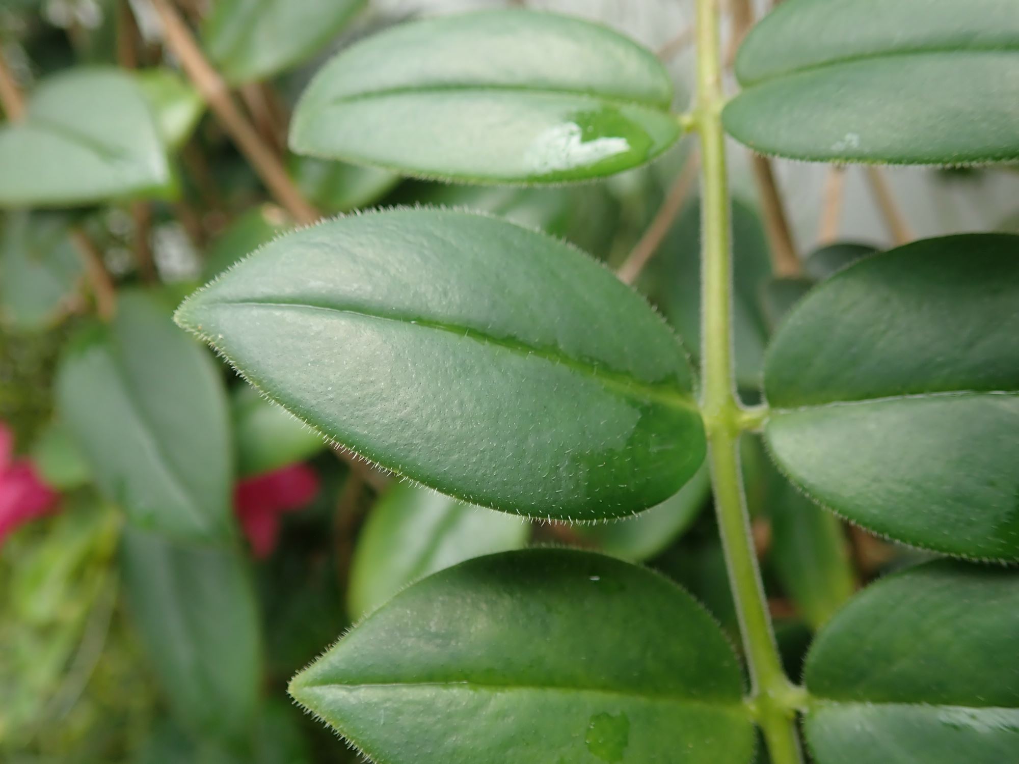 Image of Aeschynanthus ellipticus