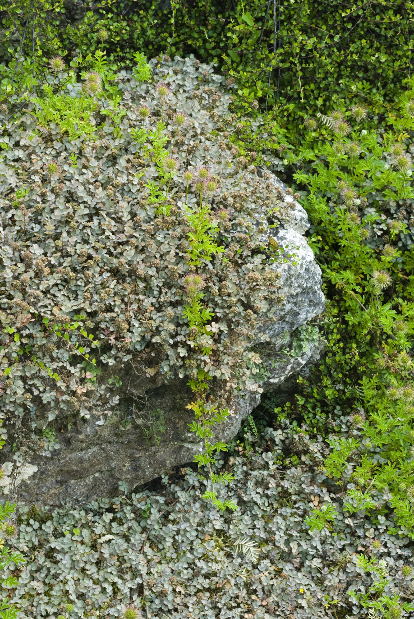 Image of Acaena caesiglauca
