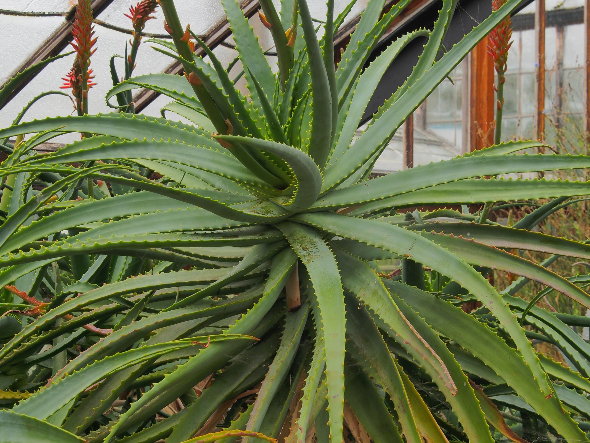 Image of Aloe arborescens
