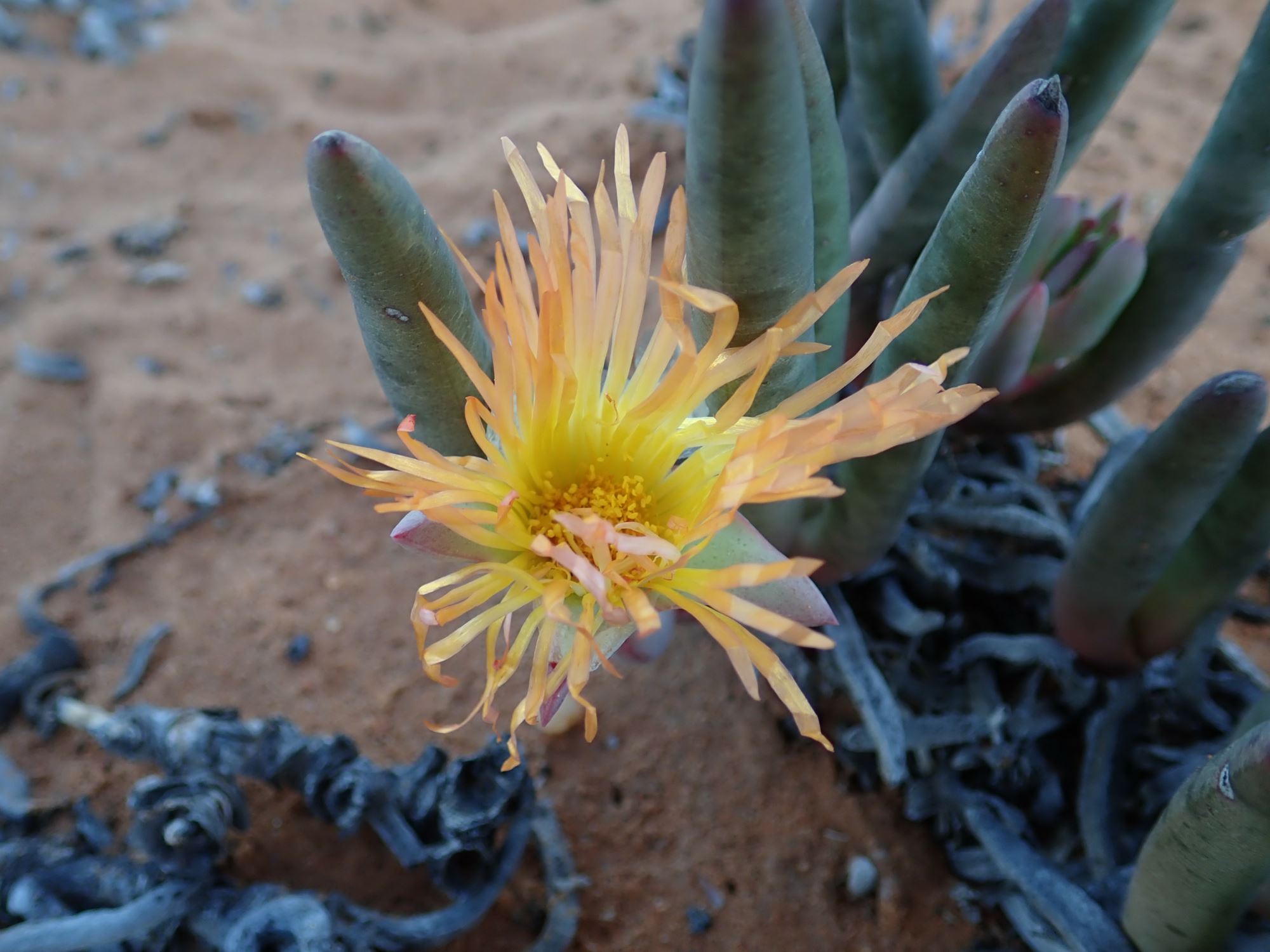Image of Jordaaniella cuprea