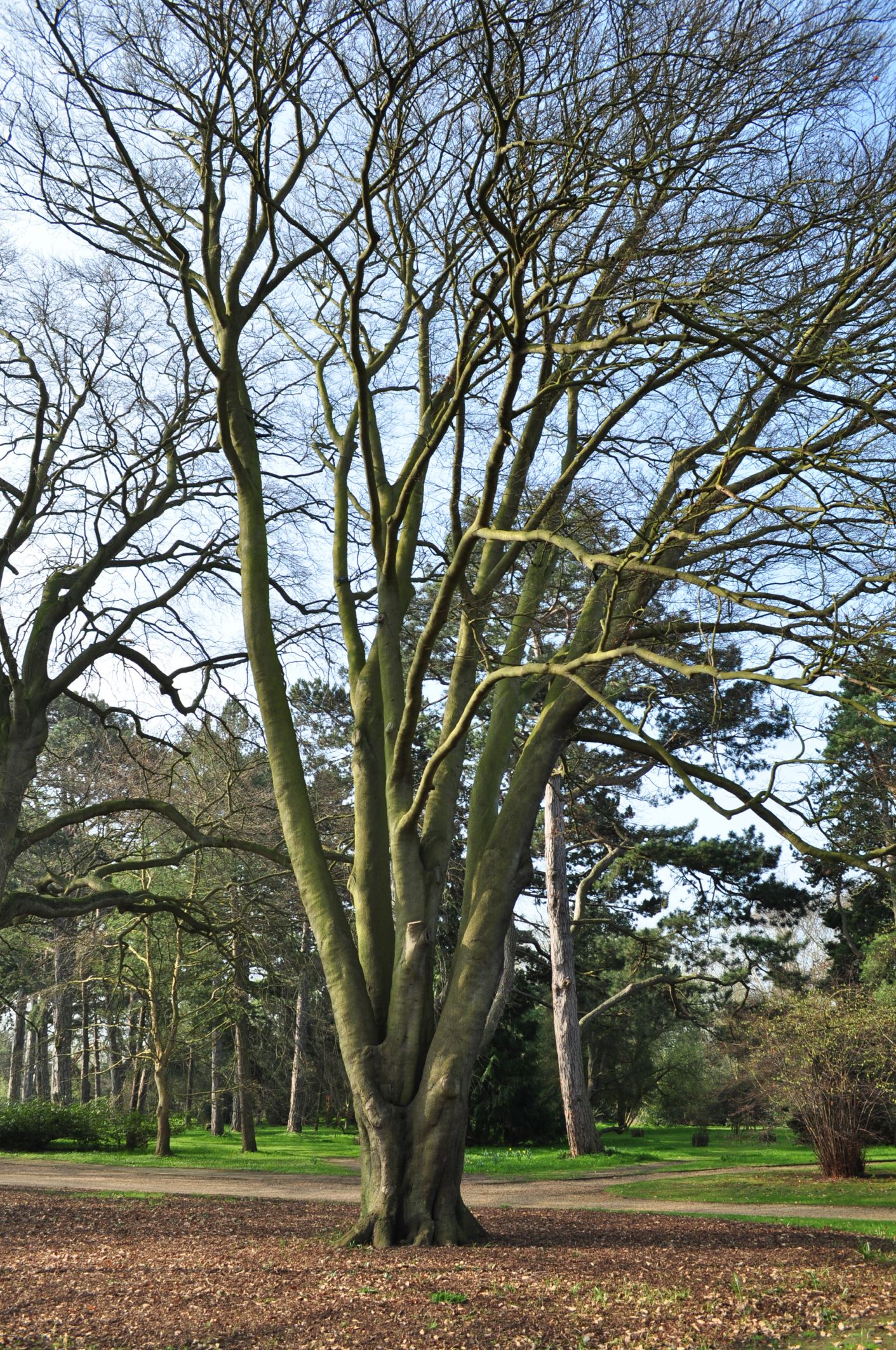 Image of Fagus sylvatica 'Laciniata'