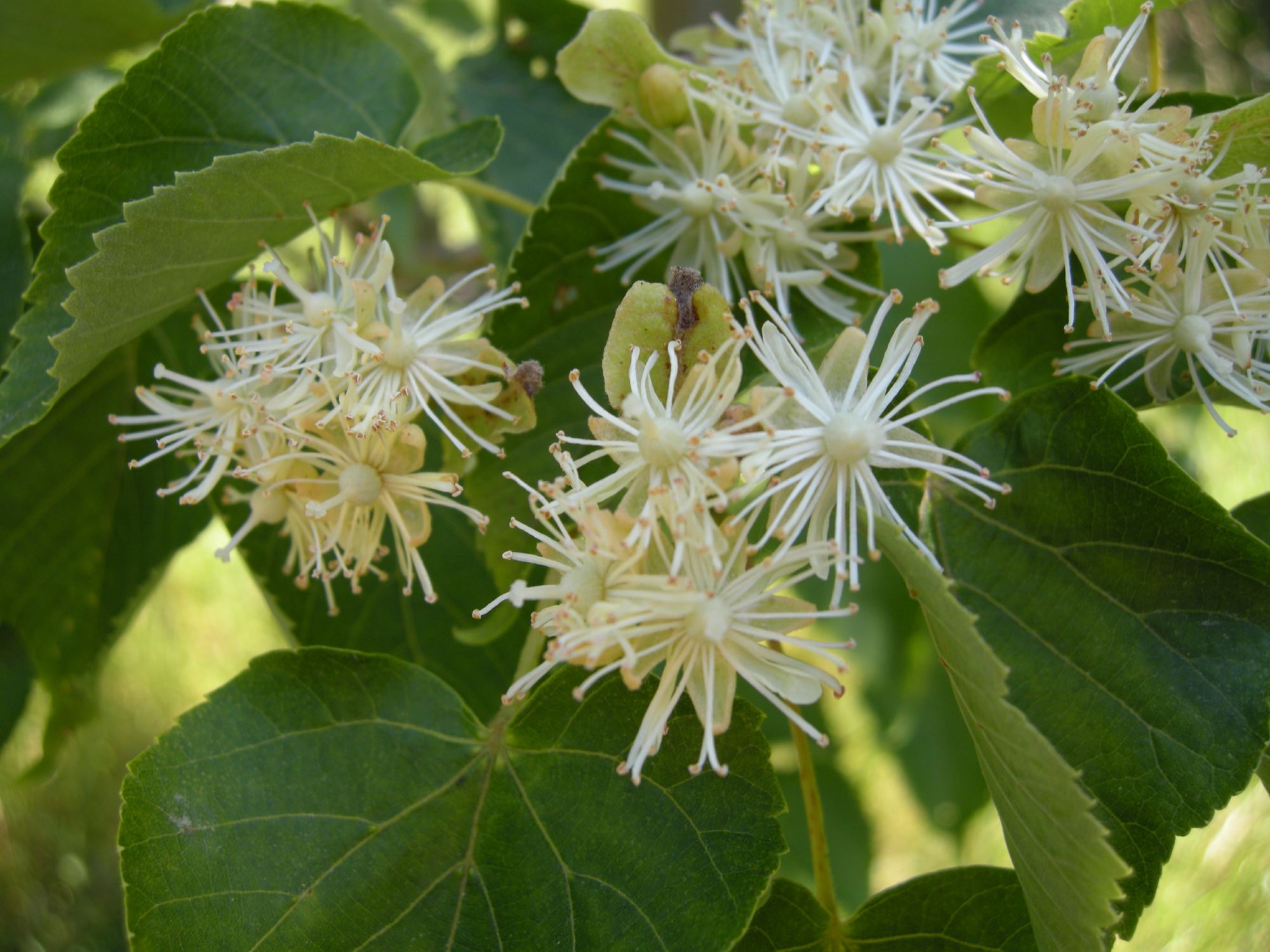 Image of Tilia amurensis subsp. taquetii