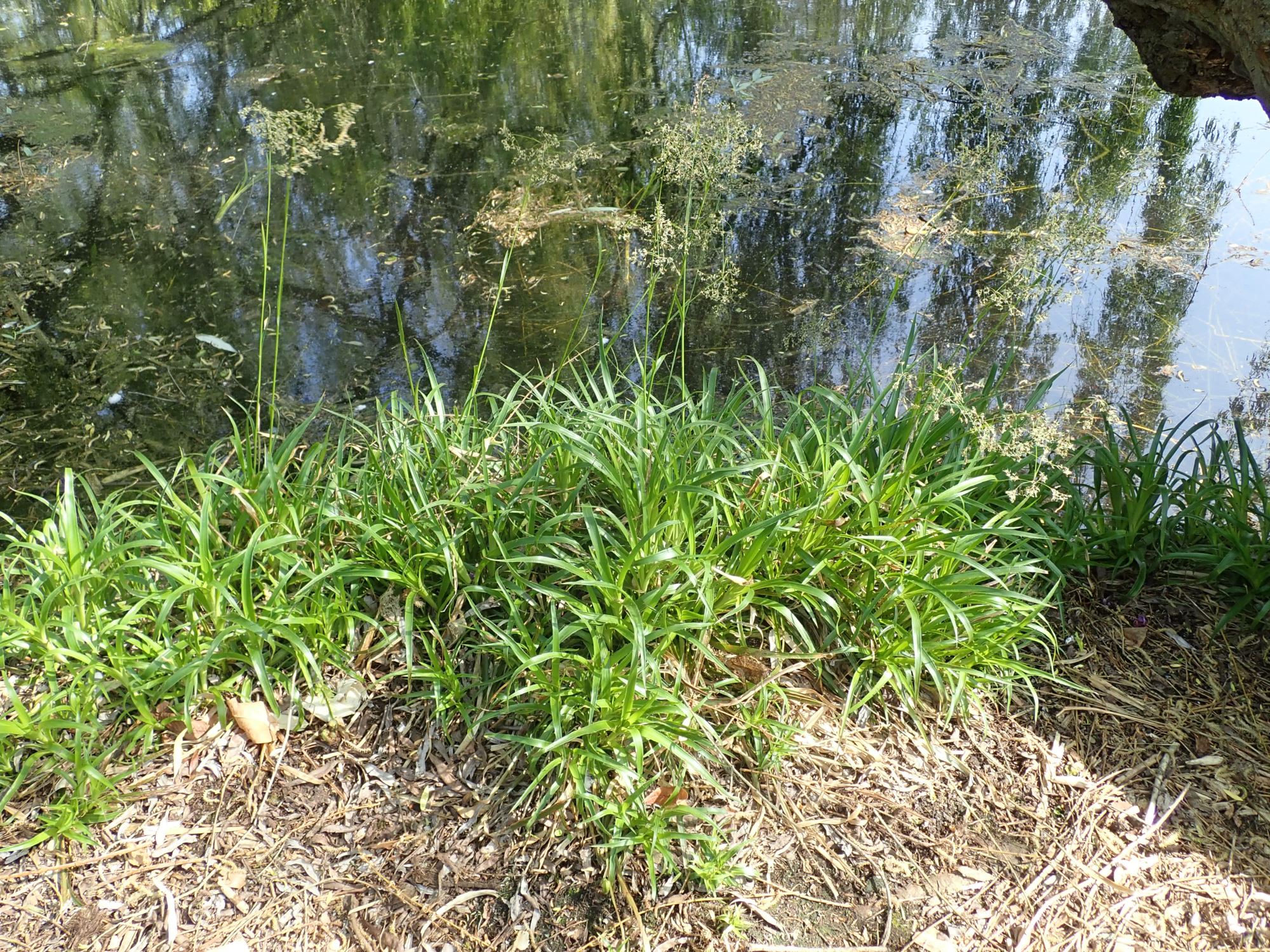 Image of Luzula sylvatica