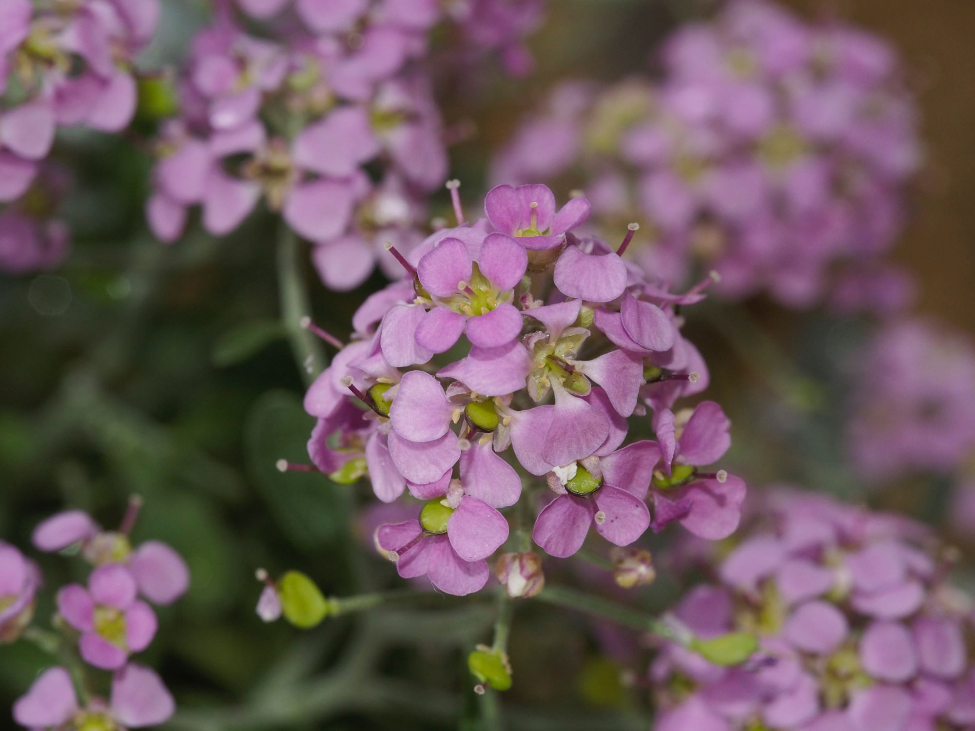 Image of Ptilotrichum spinosa 'Roseum'