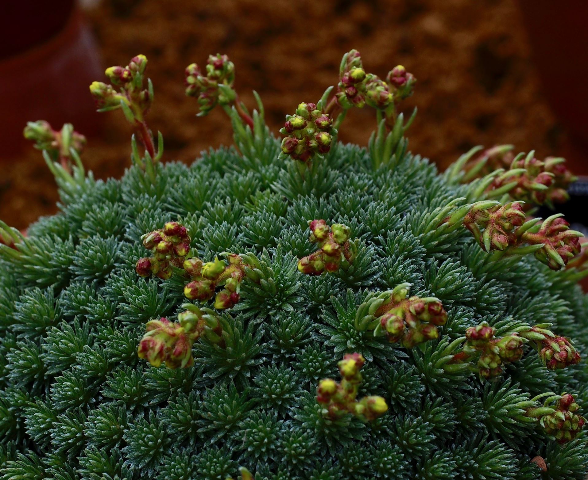 Image of Saxifraga Ã— borisii