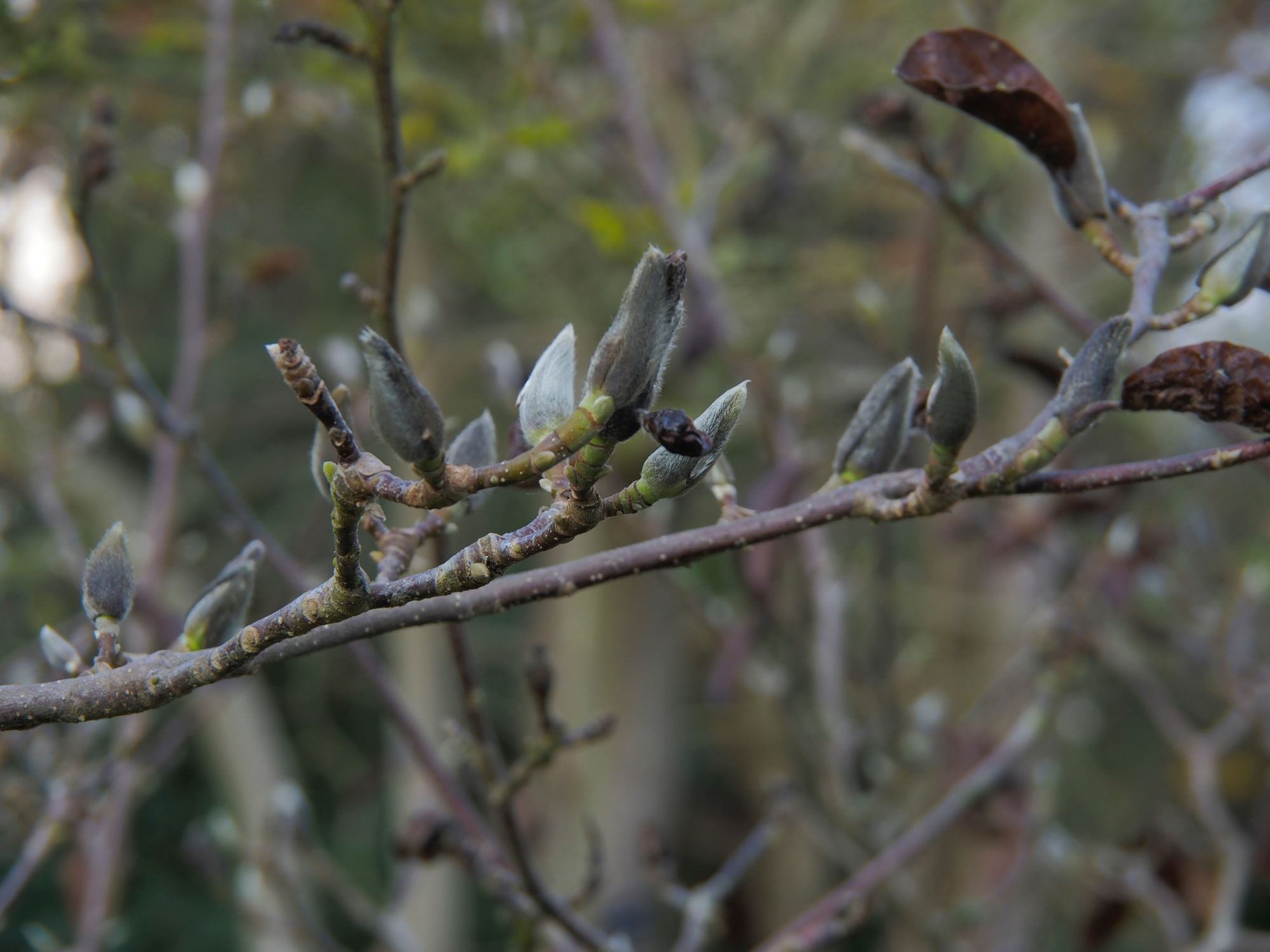 Image of Magnolia denudata