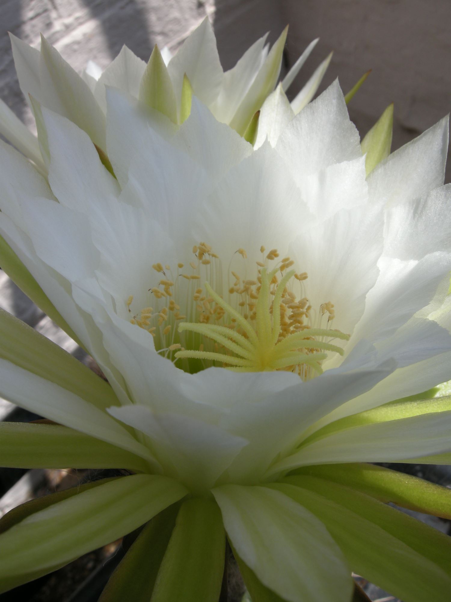 Image of Echinopsis atacamensis subsp. pasacana