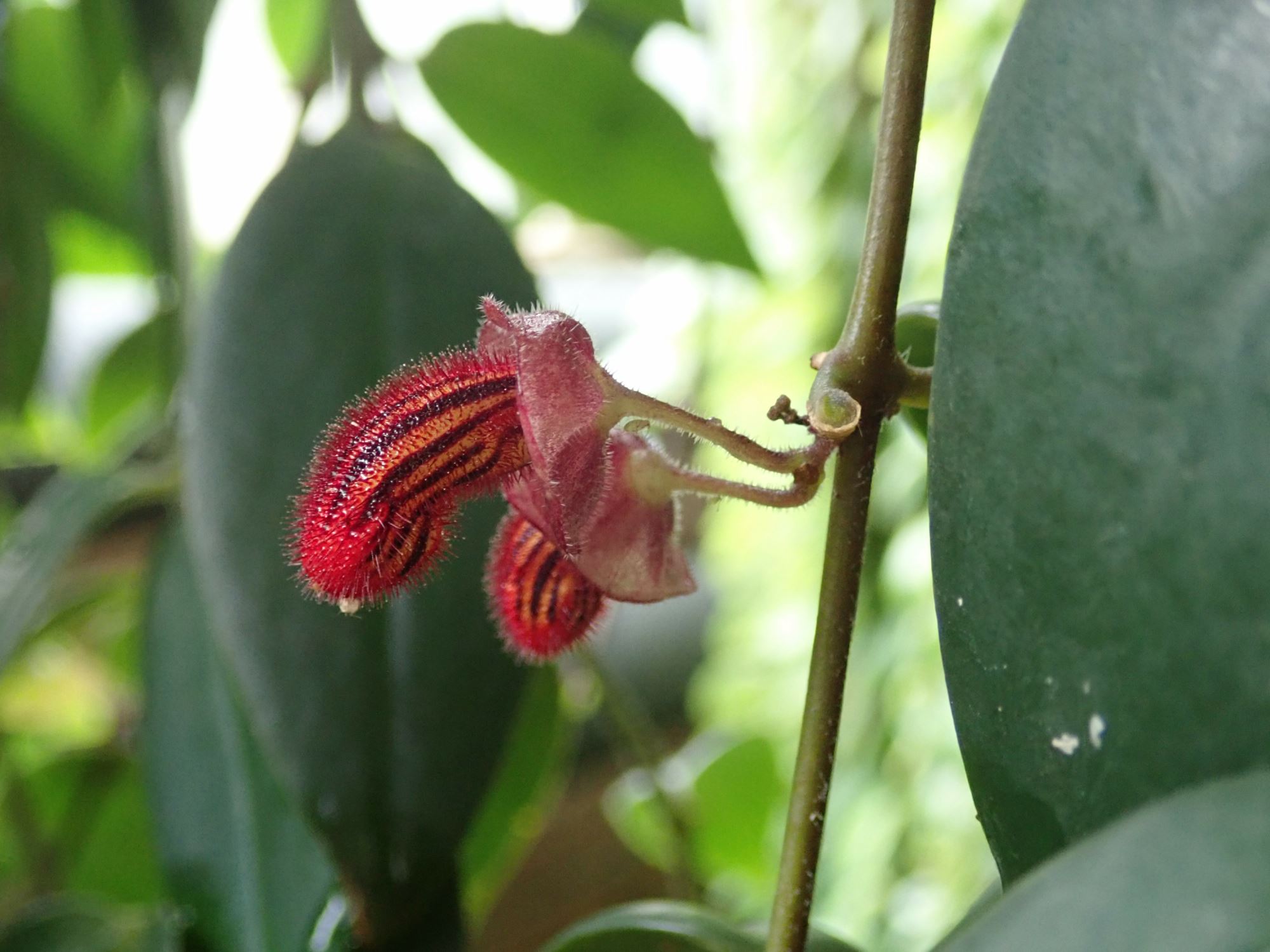 Image of Aeschynanthus tricolor