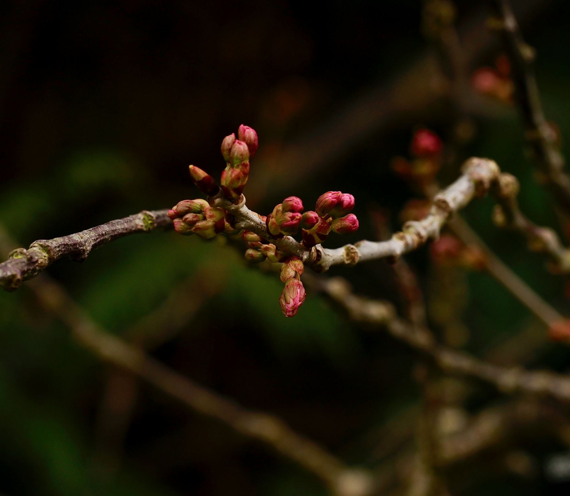 Image of Prunus pseudocerasus var. cantabrigiensis