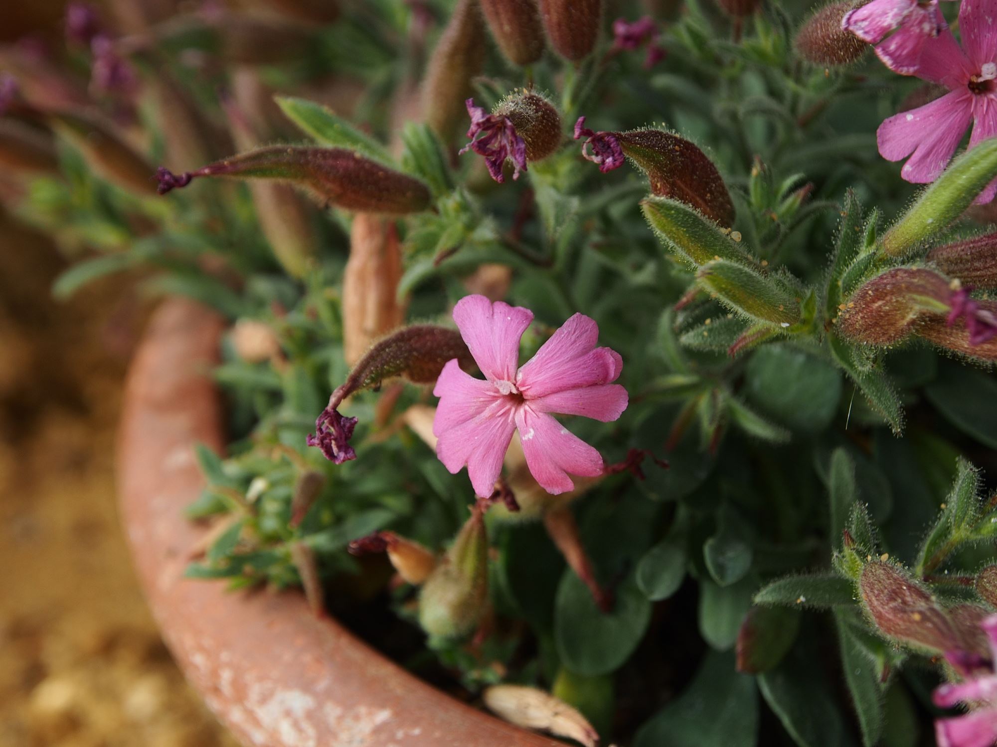 Image of Saponaria cypria
