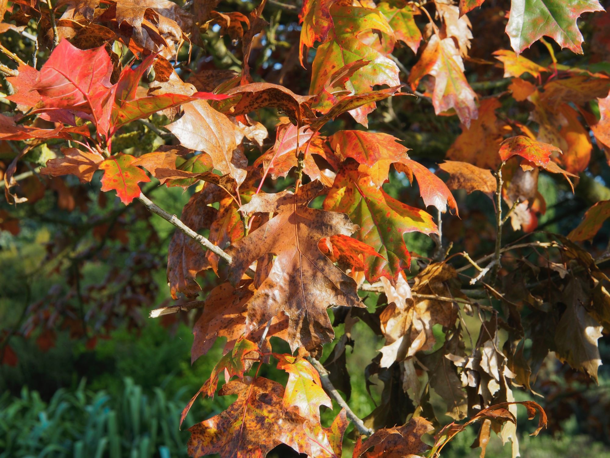 Image of Quercus velutina