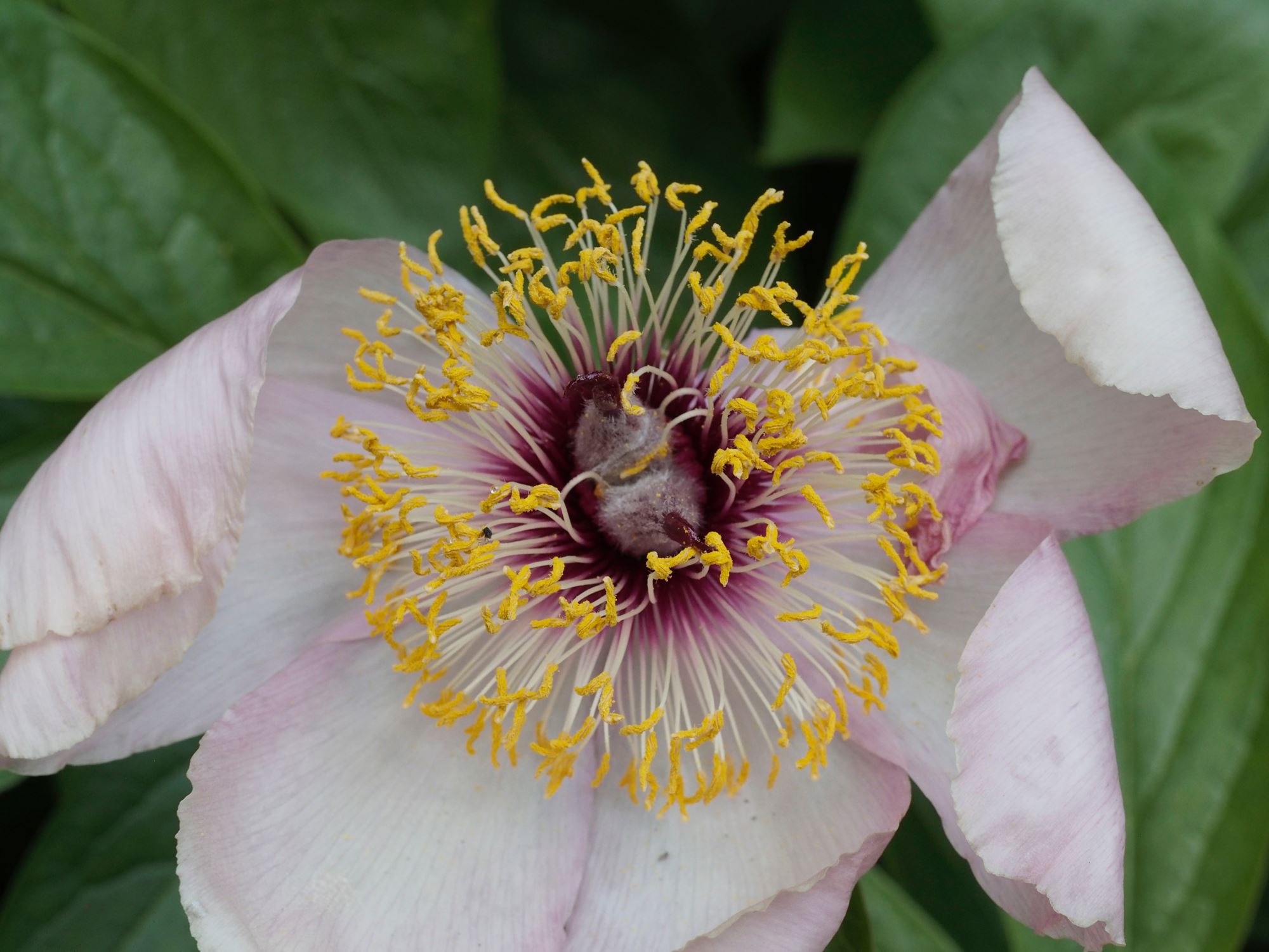 Image of Paeonia wittmanniana 'Mai Fleuri'