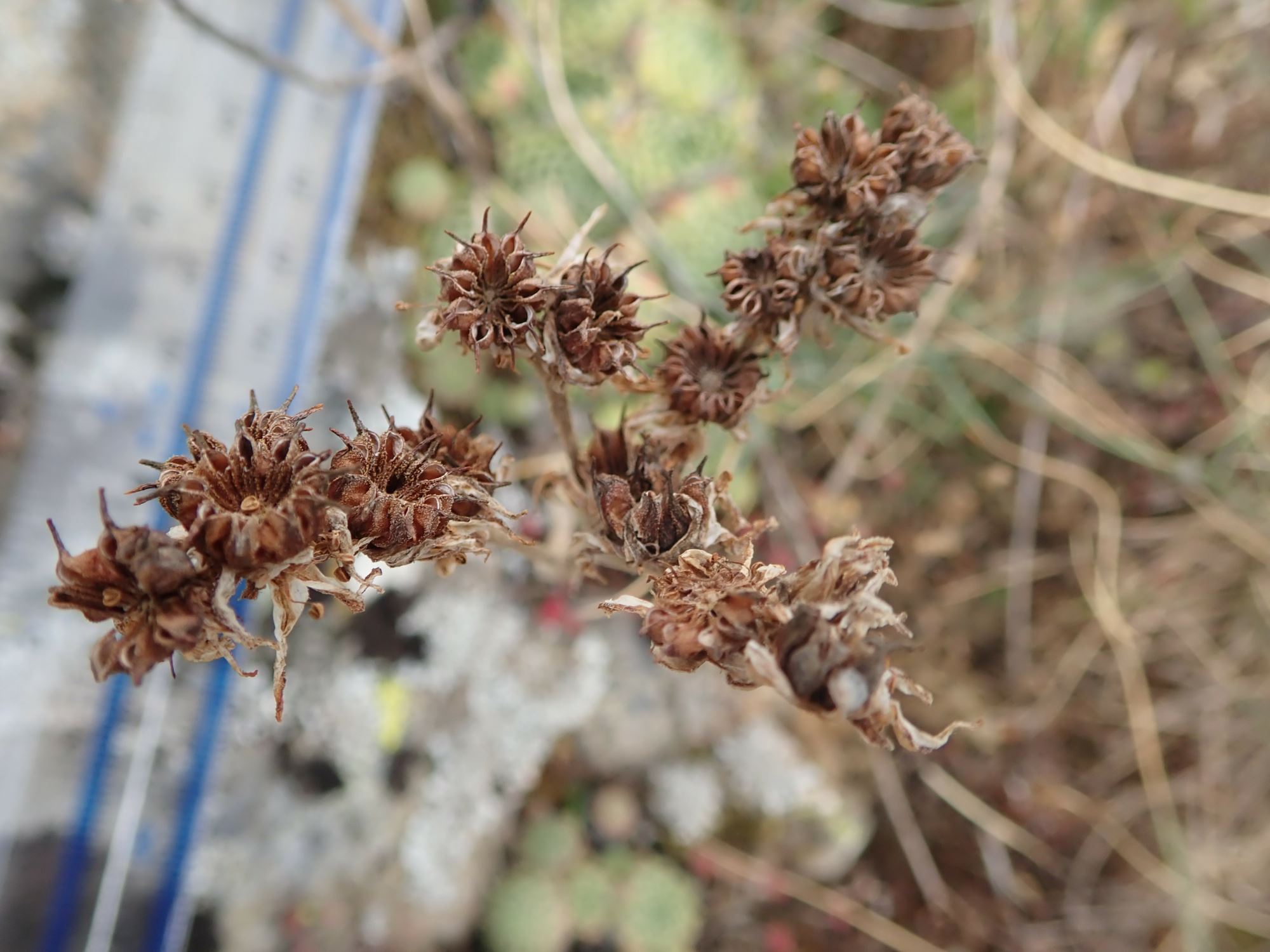 Image of Sempervivum montanum