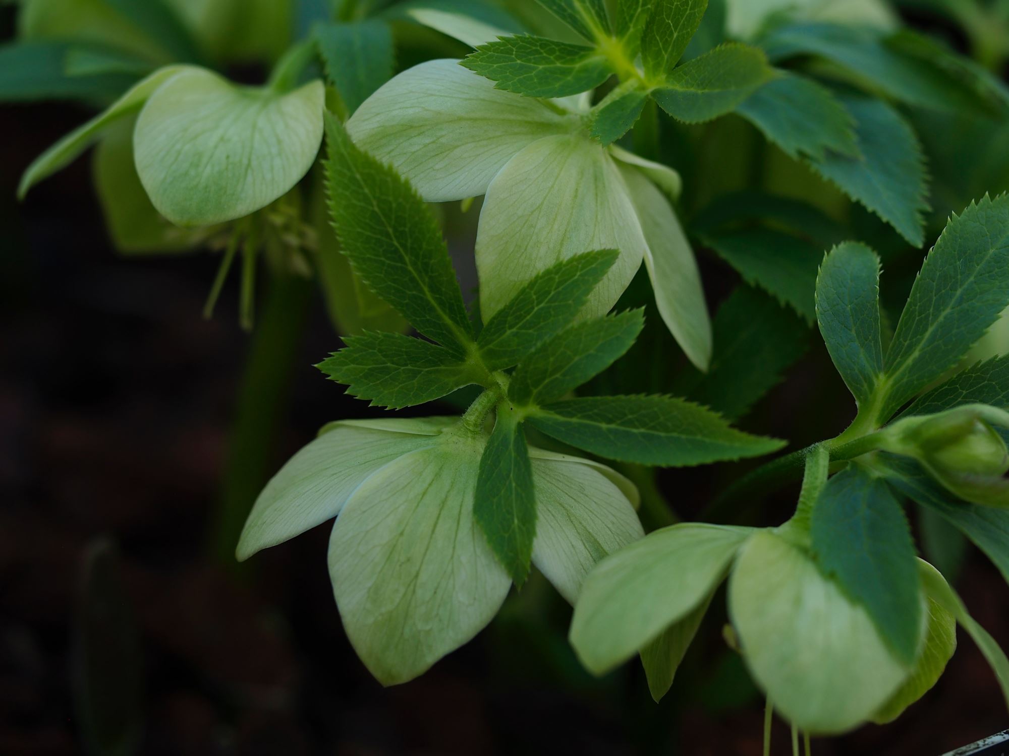Image of Helleborus odorus