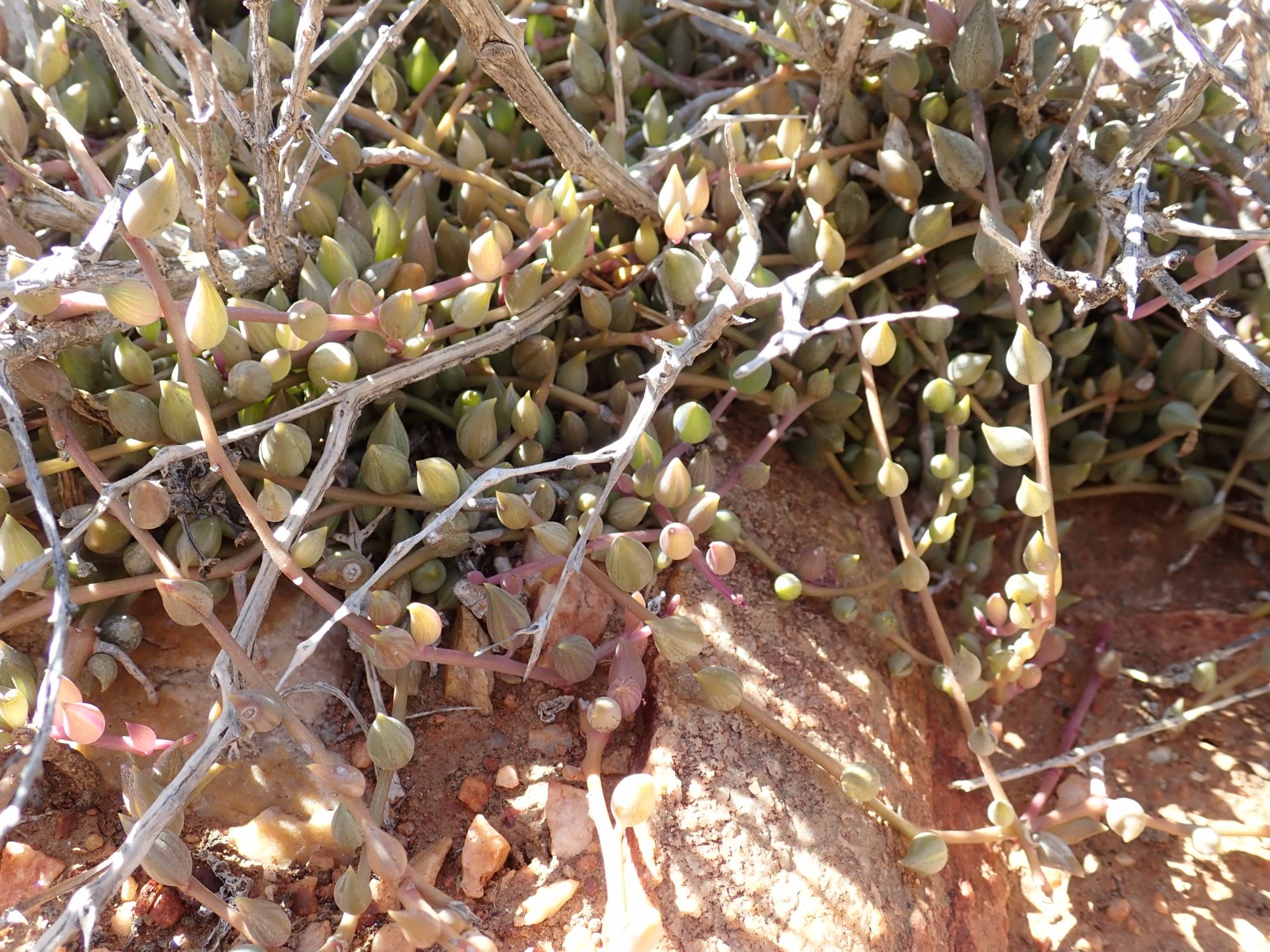 Image of Antimima sp.