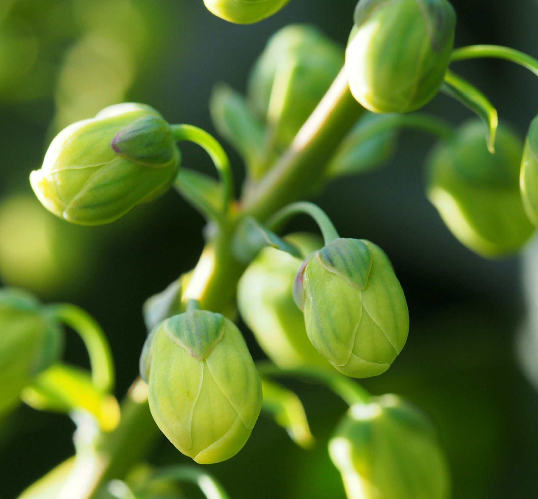 Image of Mahonia japonica 'Hiemalis'