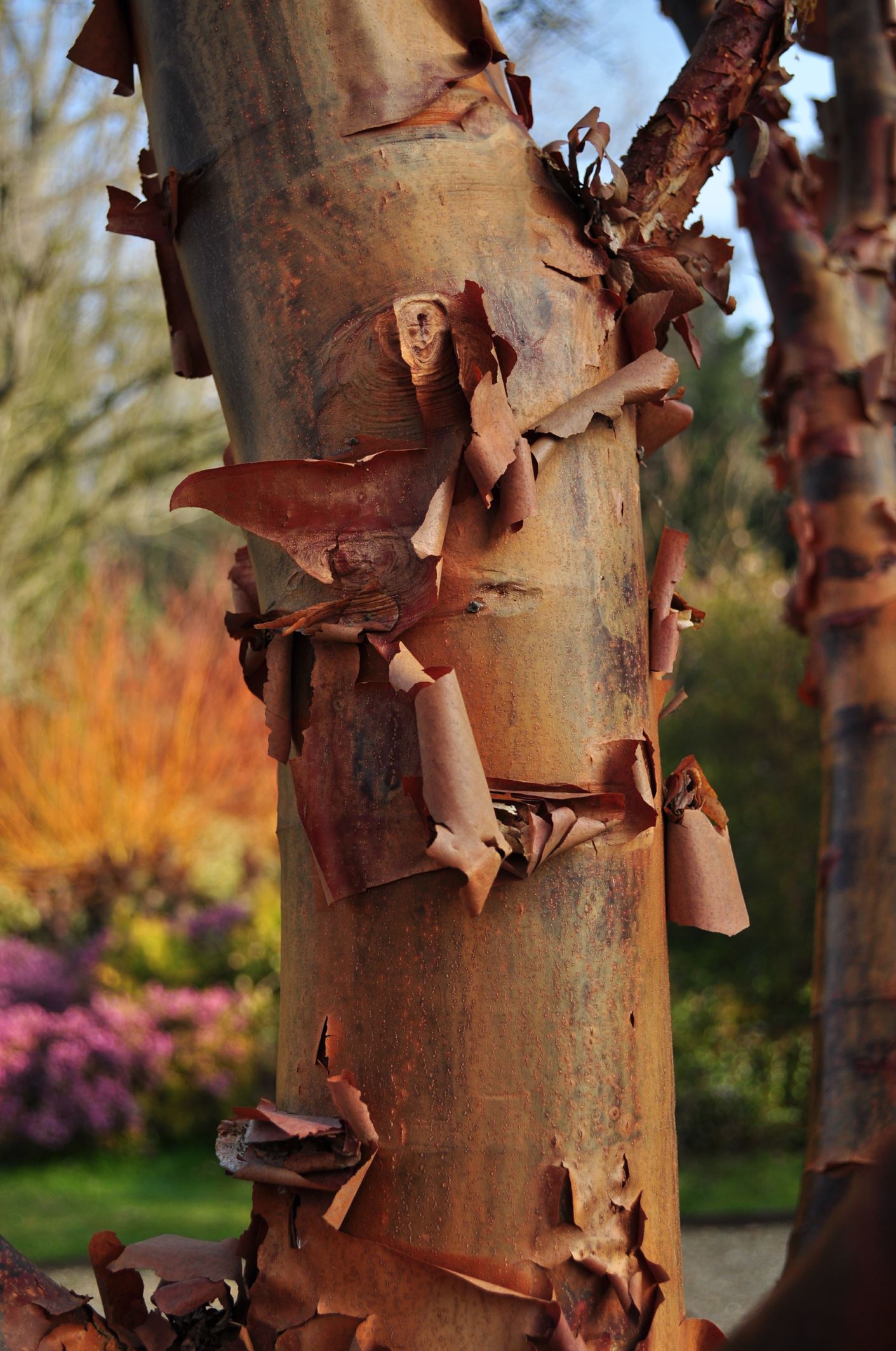Image of Acer griseum