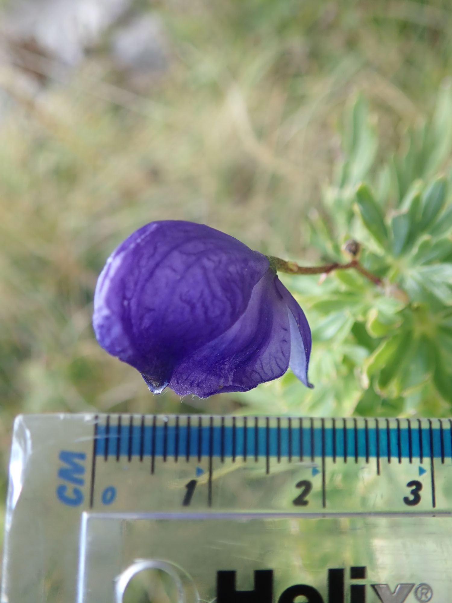 Image of Aconitum napellus
