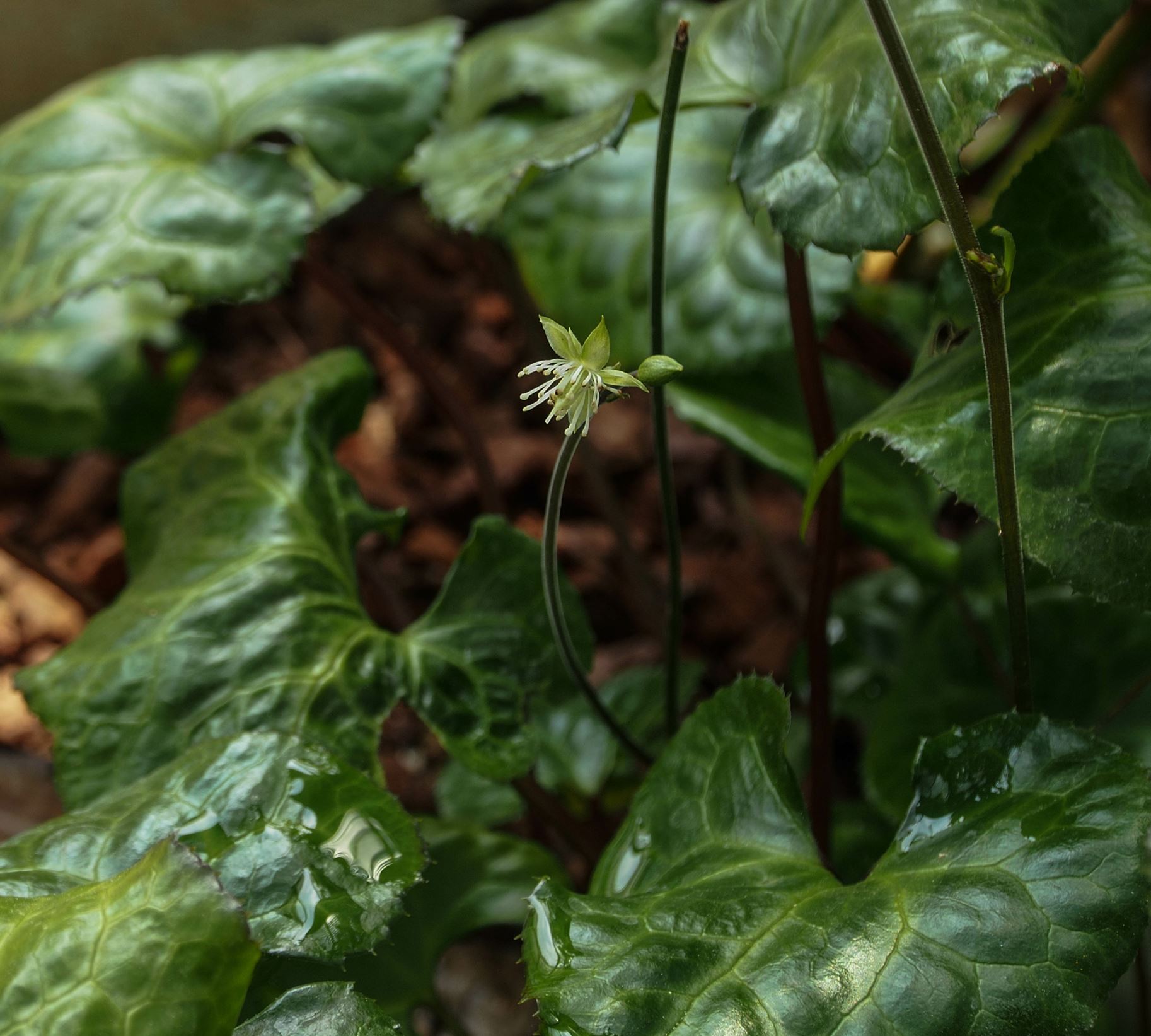 Image of Beesia calthifolia