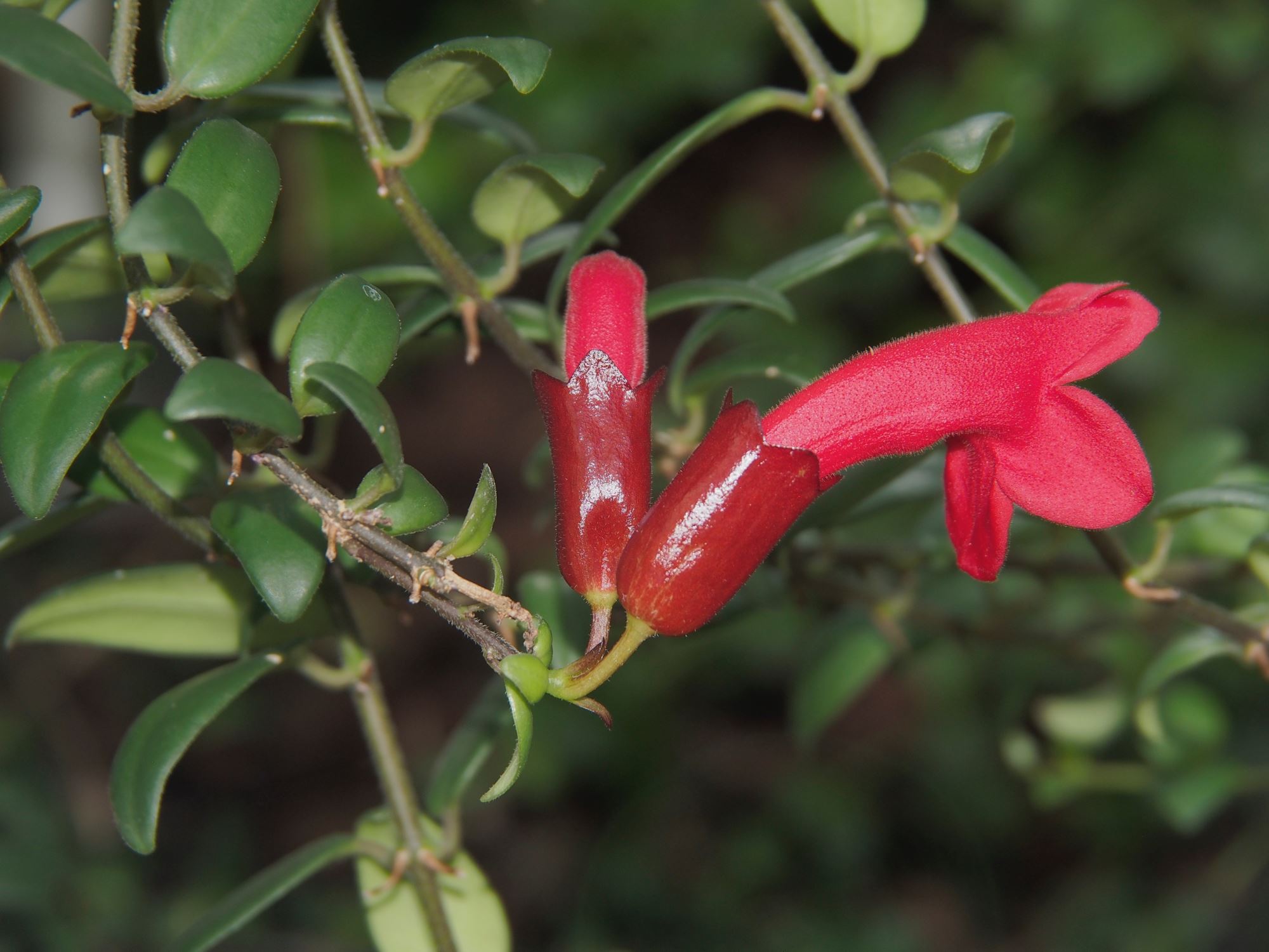 Image of Aeschynanthus pulcher