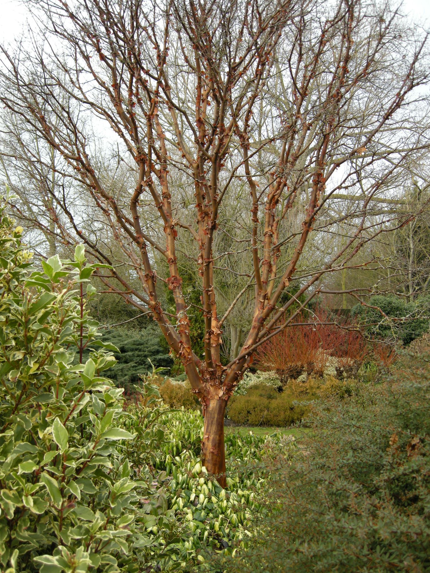 Image of Acer griseum