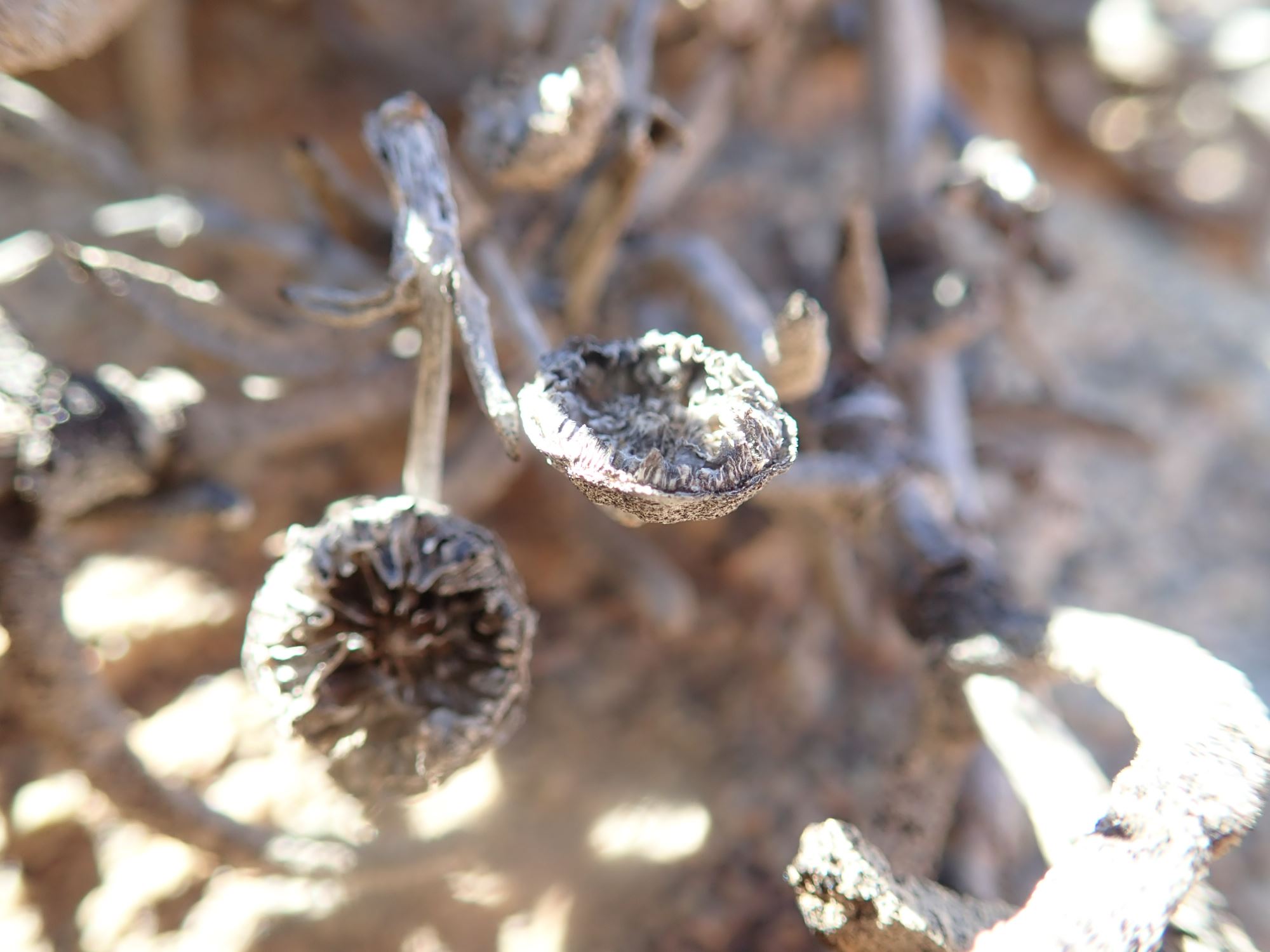 Image of Cephalophyllum herrei