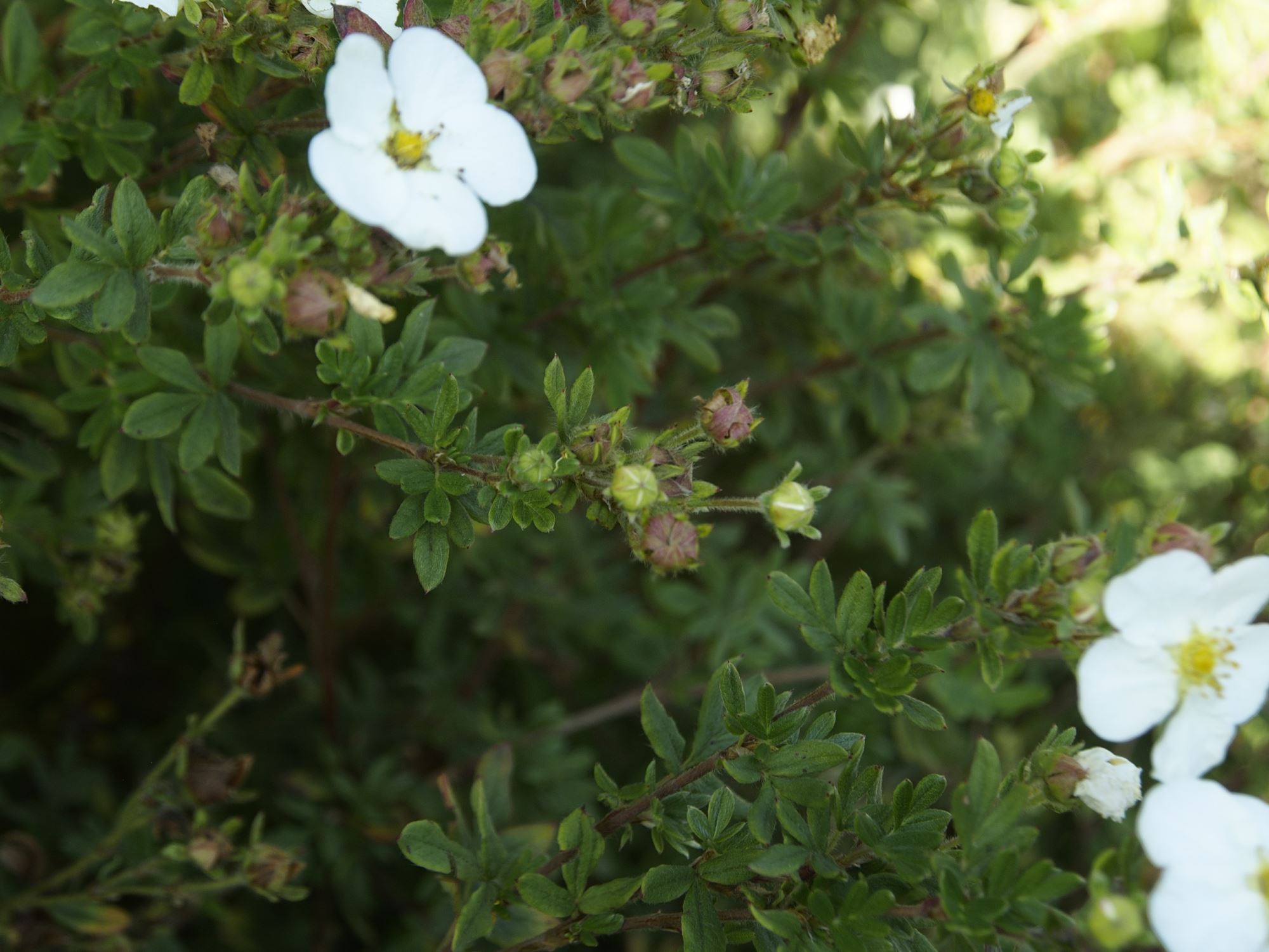 Image of Potentilla fruticosa 'Snowflake'