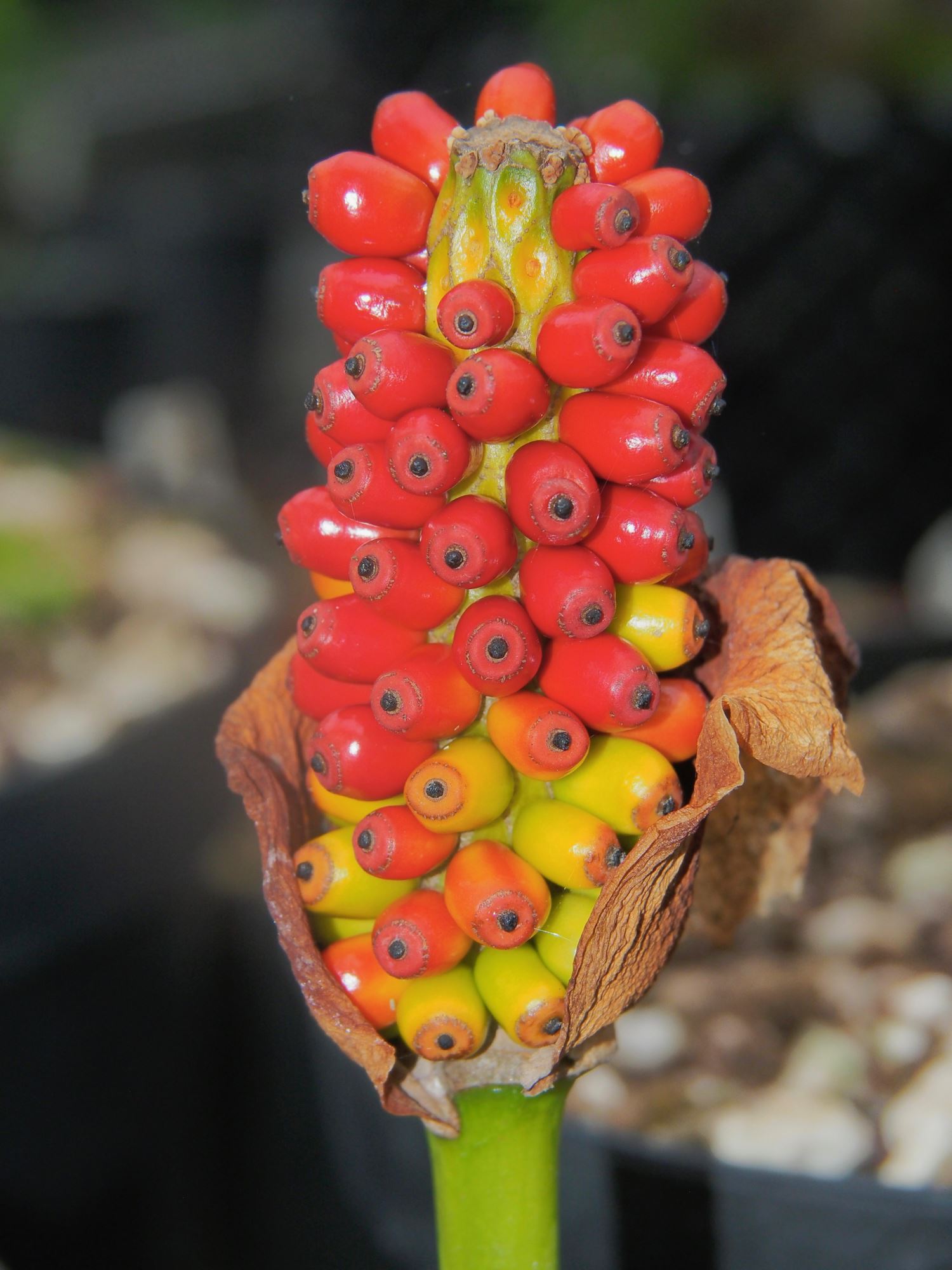 Image of Amorphophallus muelleri