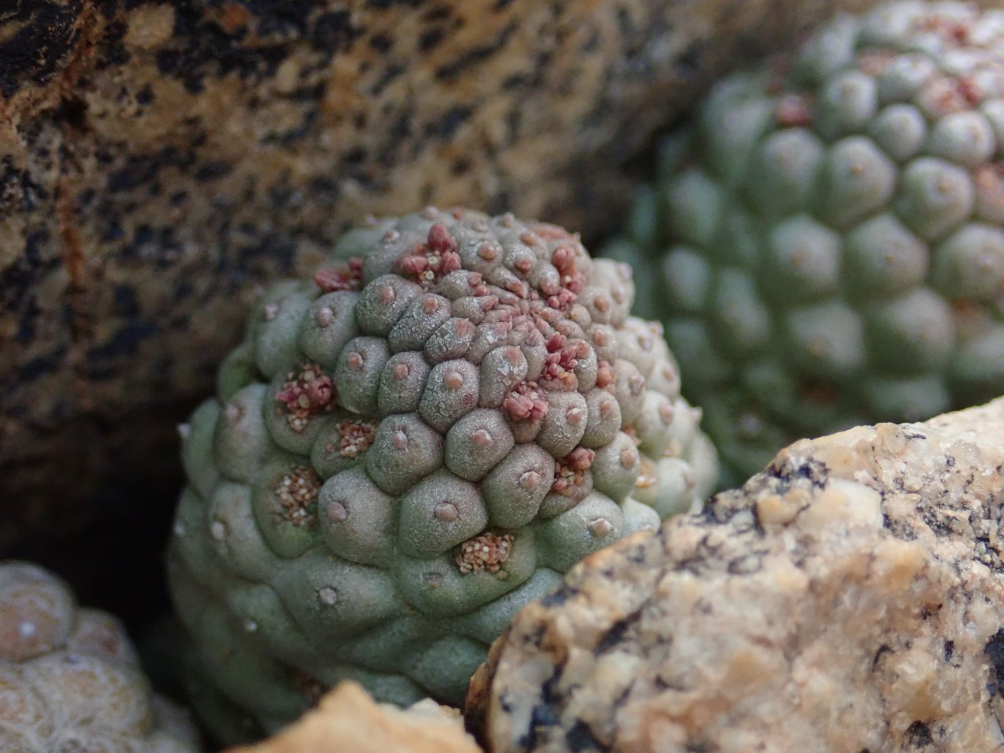 Image of Larryleachia sp.