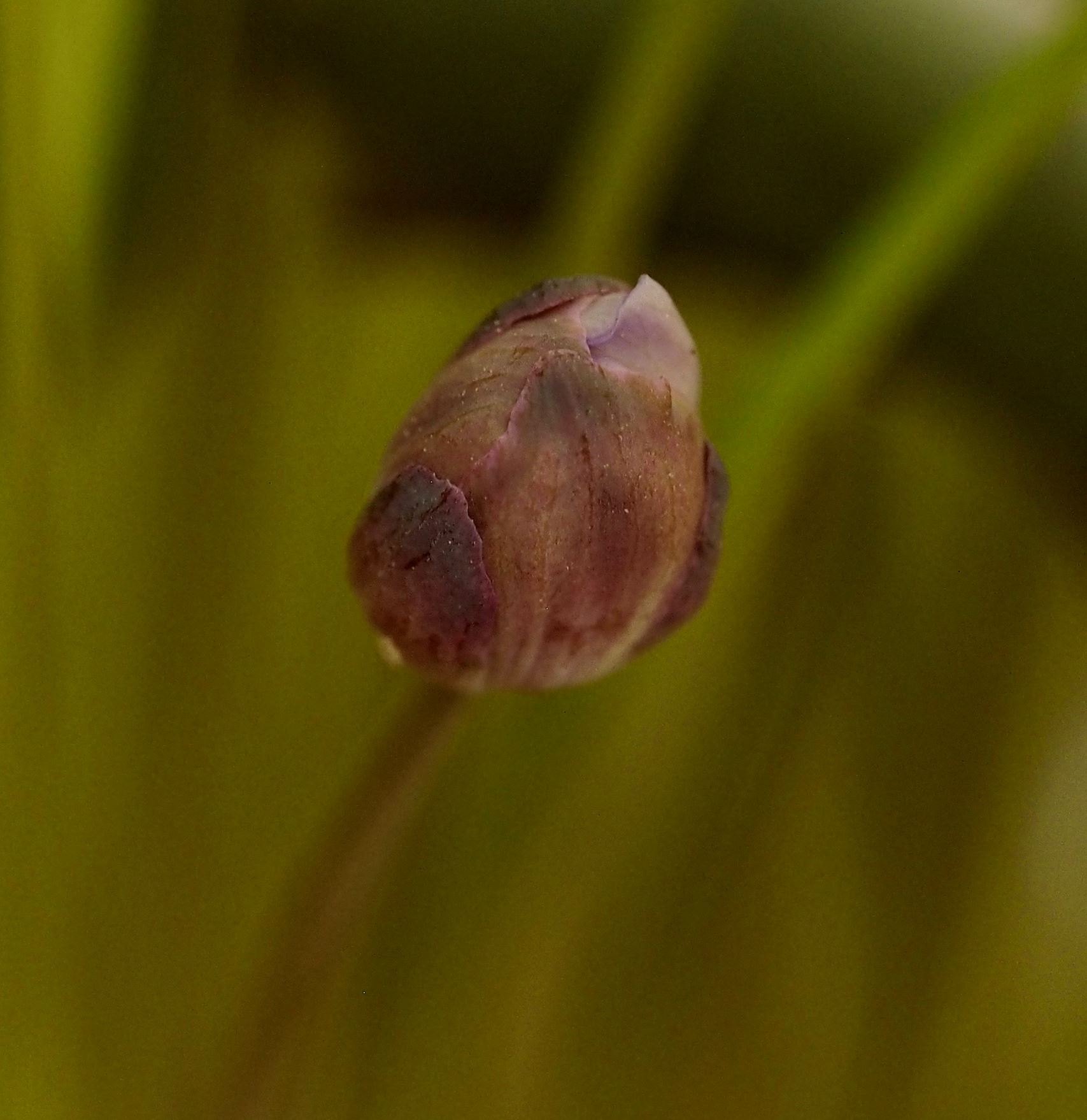 Image of Jeffersonia dubia