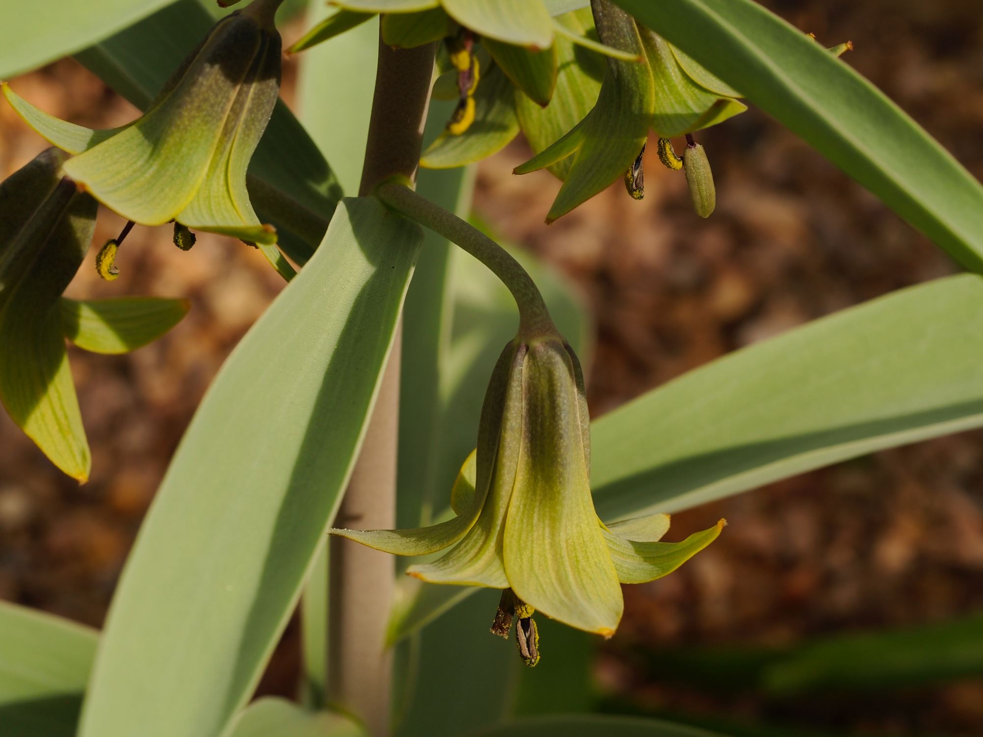 Image of Fritillaria sewerzowii