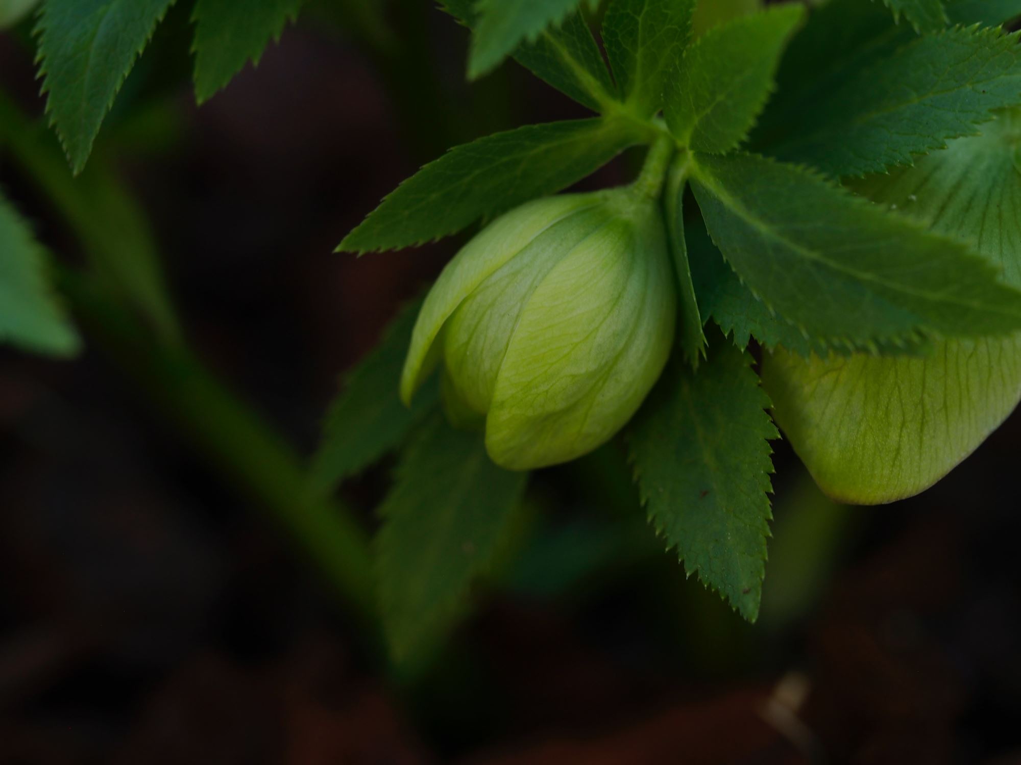 Image of Helleborus odorus