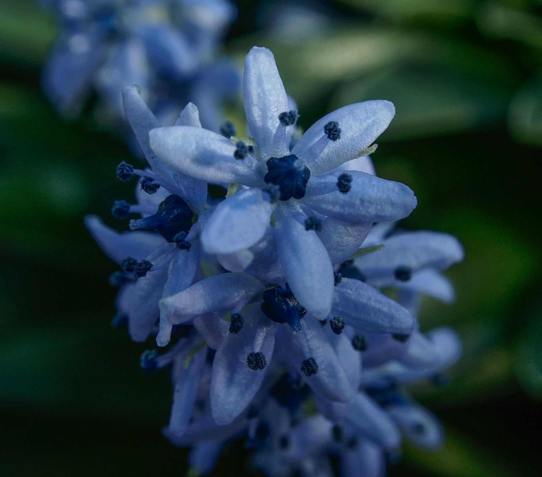 Image of Scilla kurdistanica