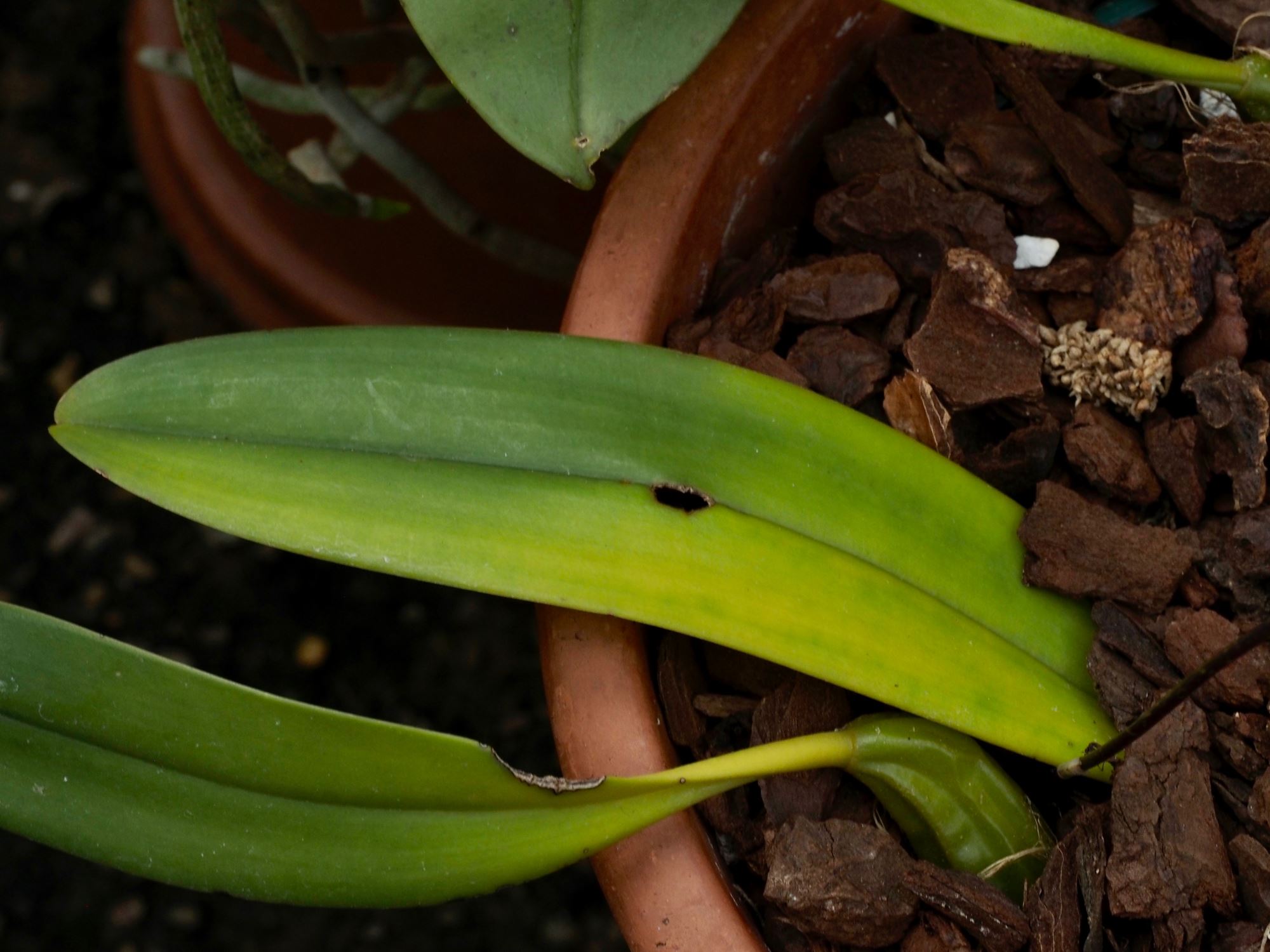 Image of Bulbophyllum umbellatum