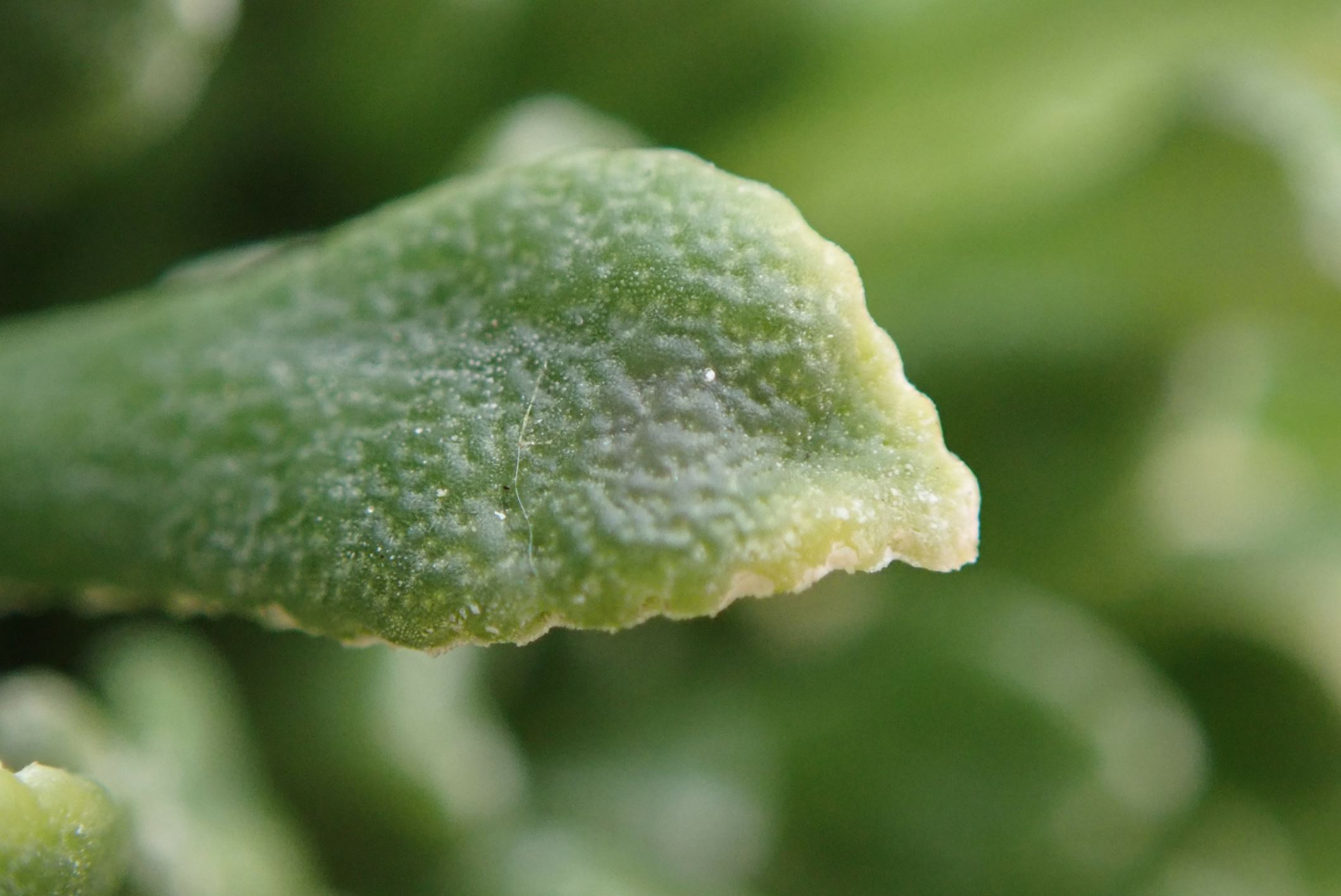 Image of Saxifraga cochlearis