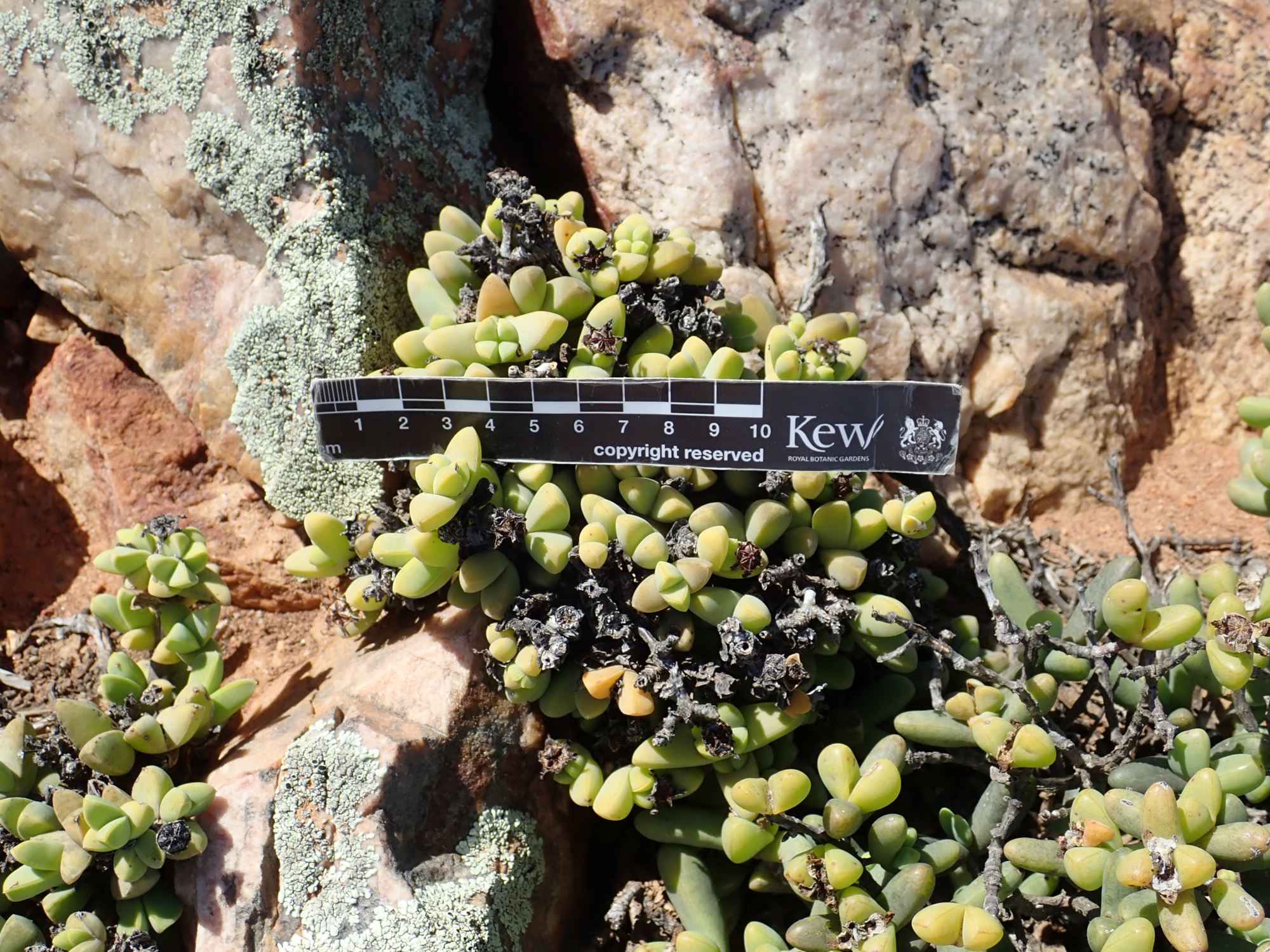 Image of Antimima sp.