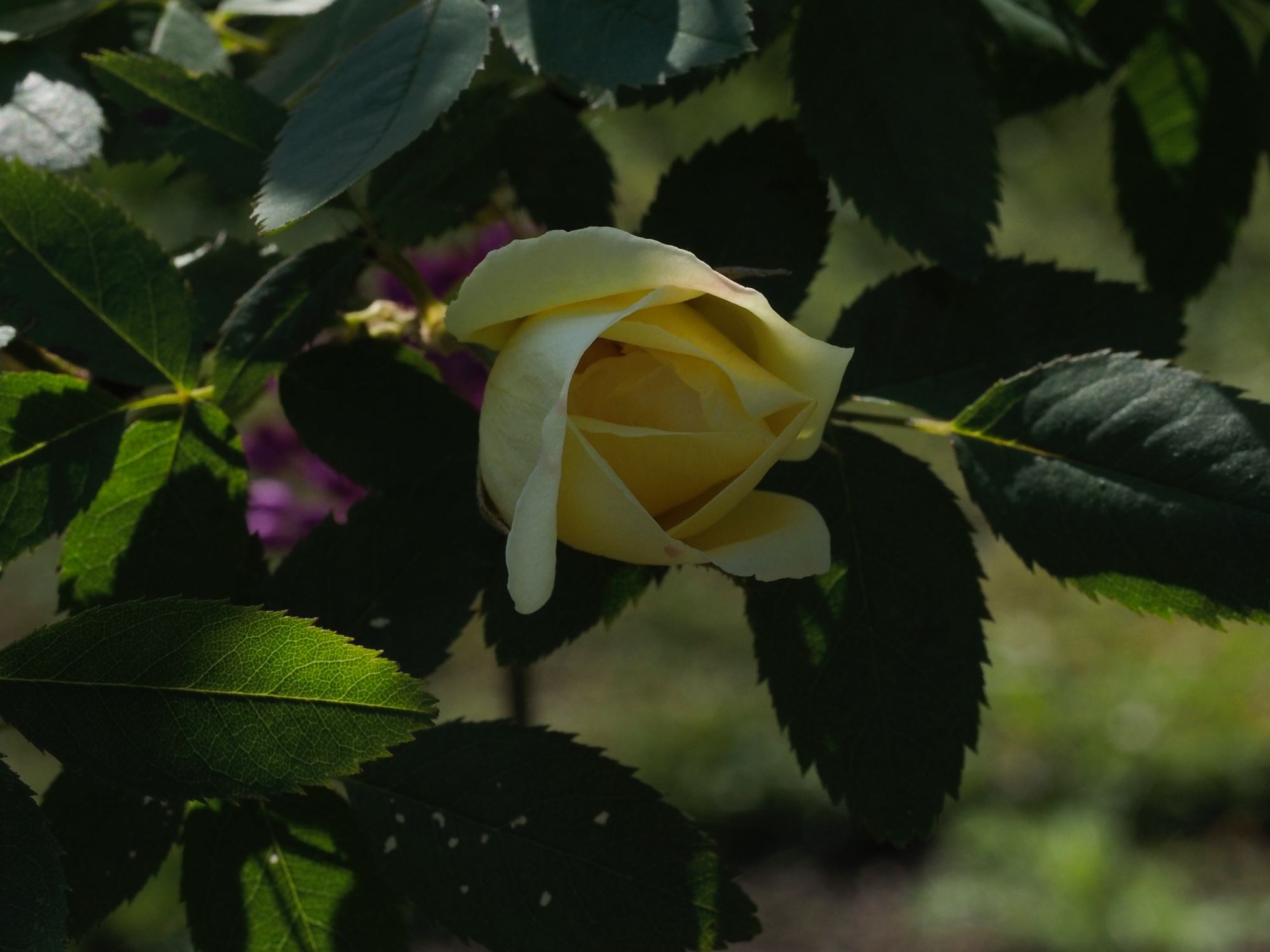 Image of Rosa 'Fruhlingsgold'