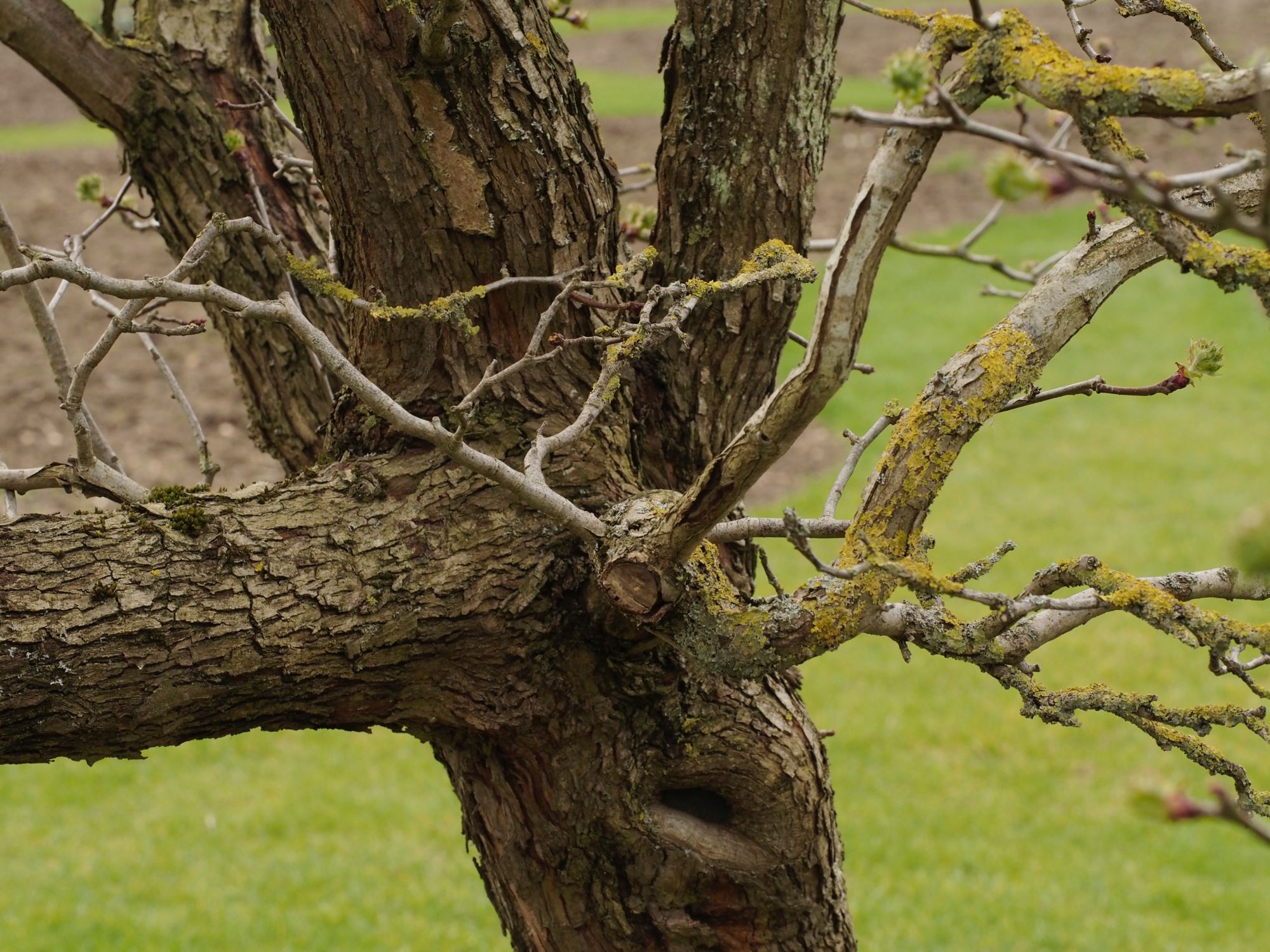 Image of Crataegus mollis