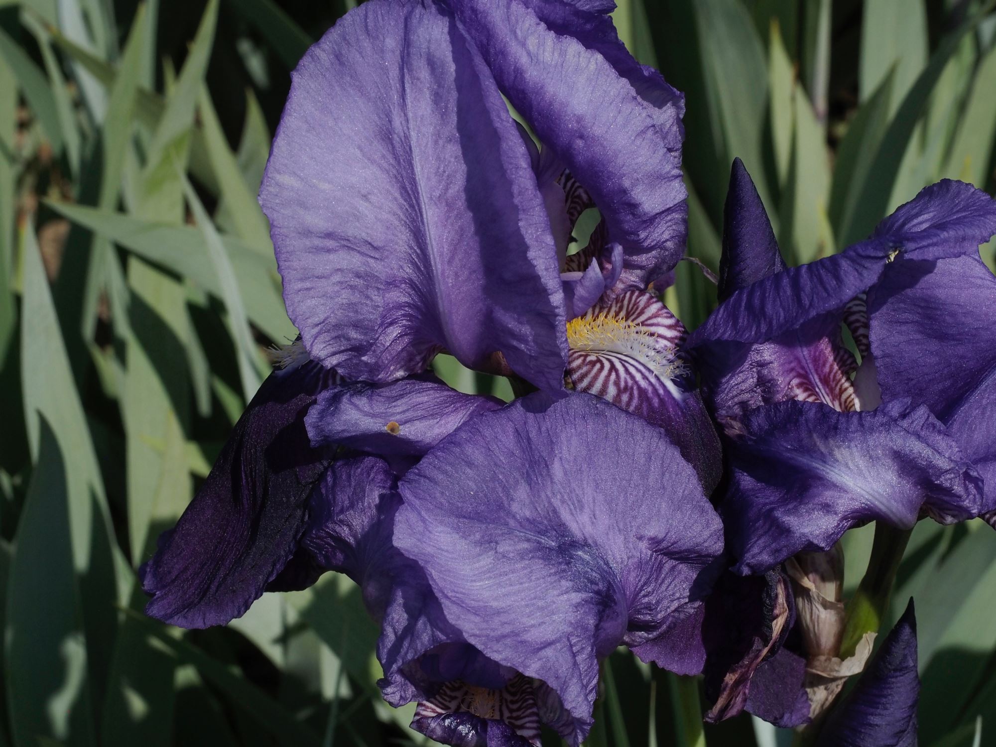 Image of Iris germanica 'Kharput'