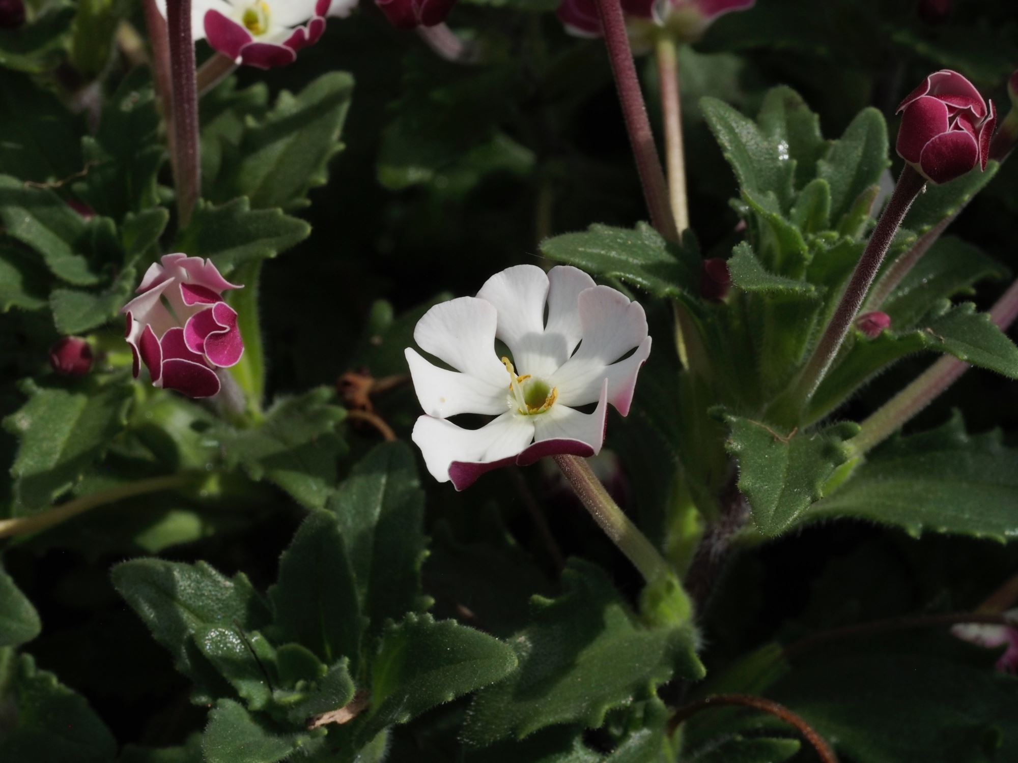 Image of Zaluzianskya ovata