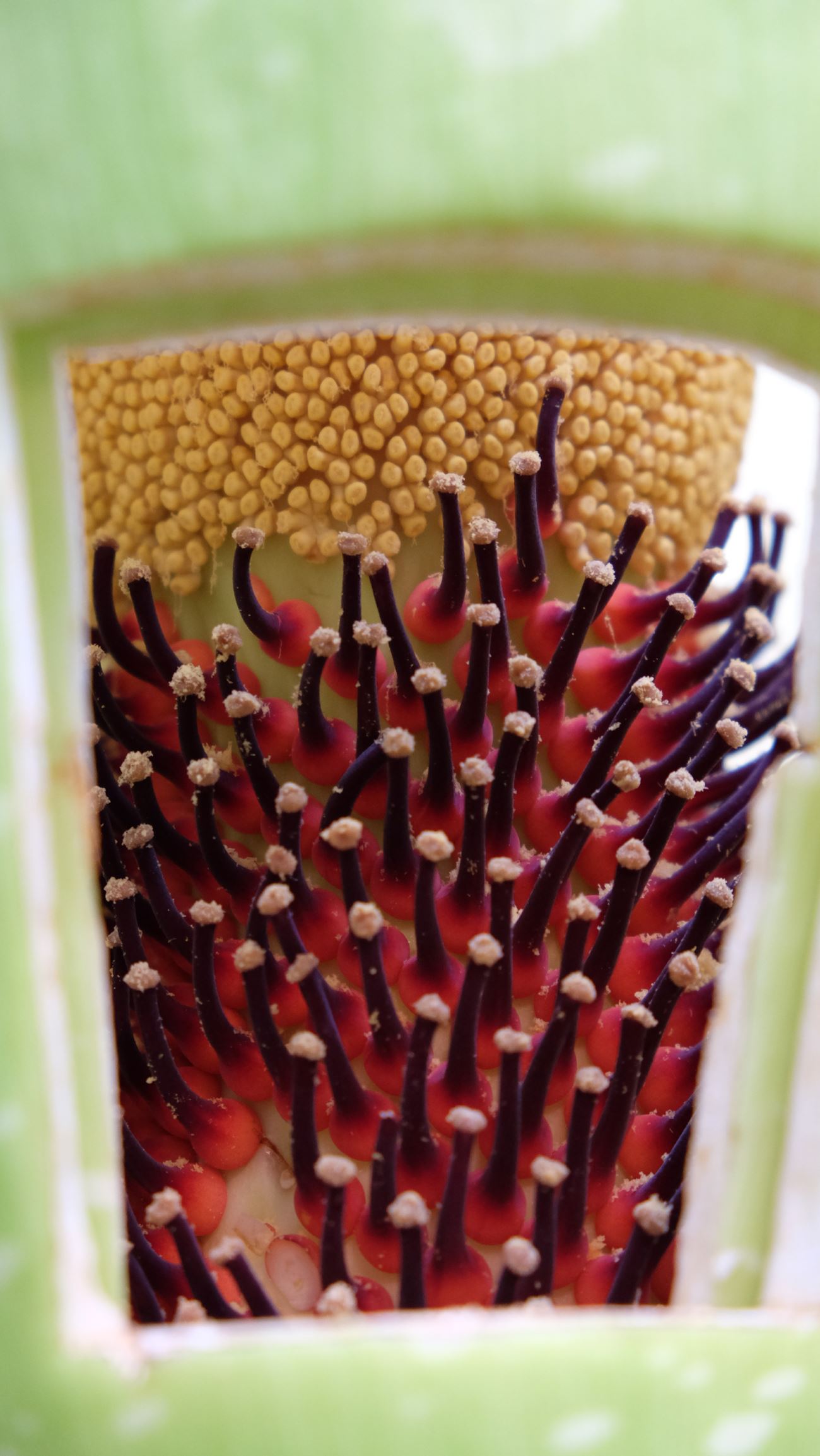 Image of Amorphophallus titanum