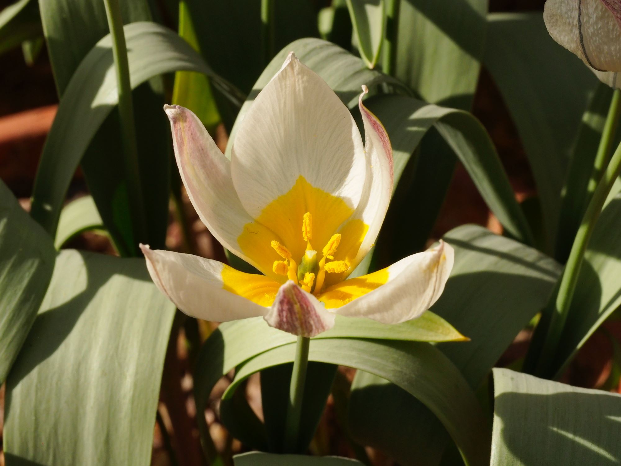 Image of Tulipa biflora