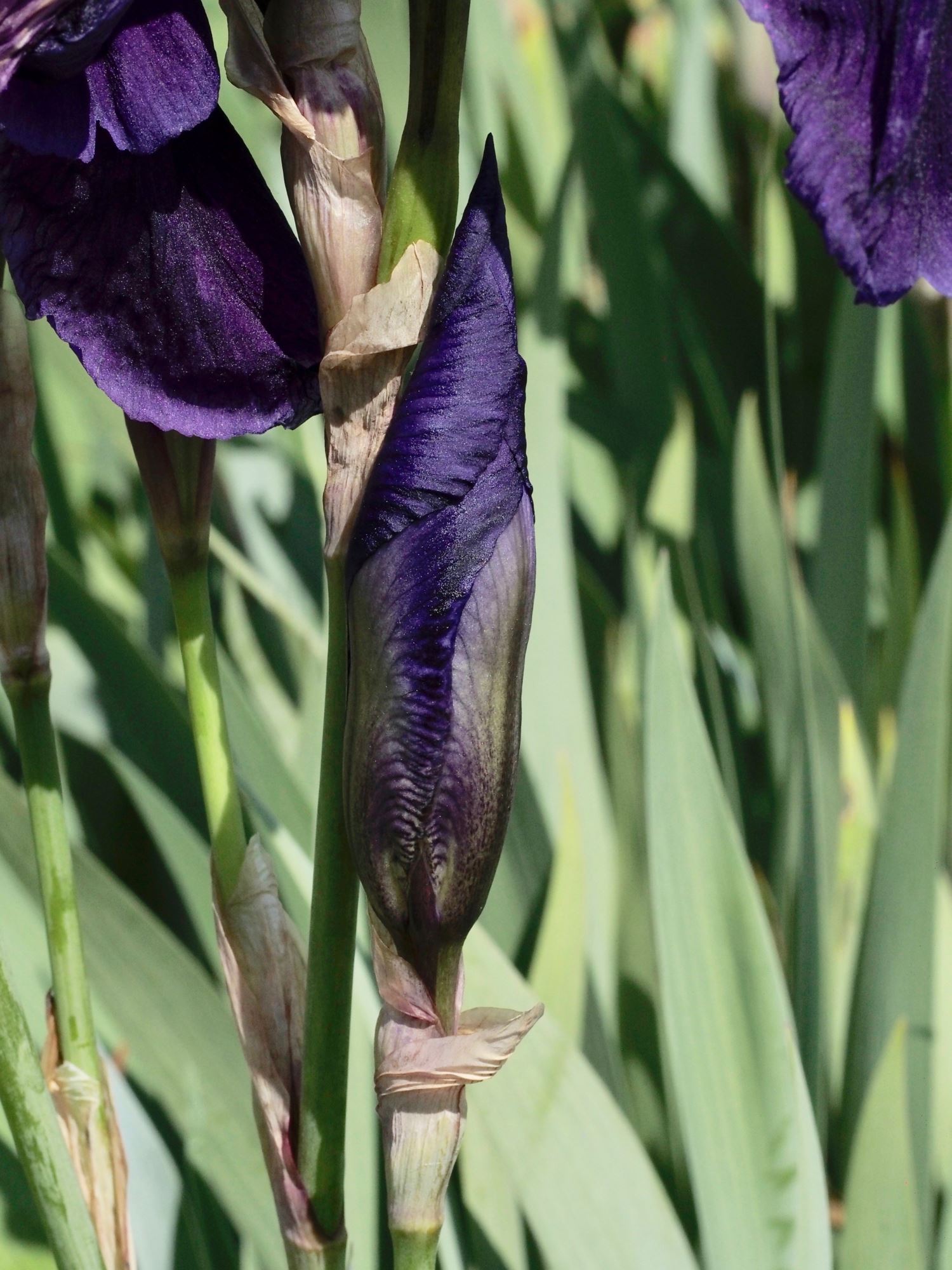 Image of Iris germanica 'Kharput'