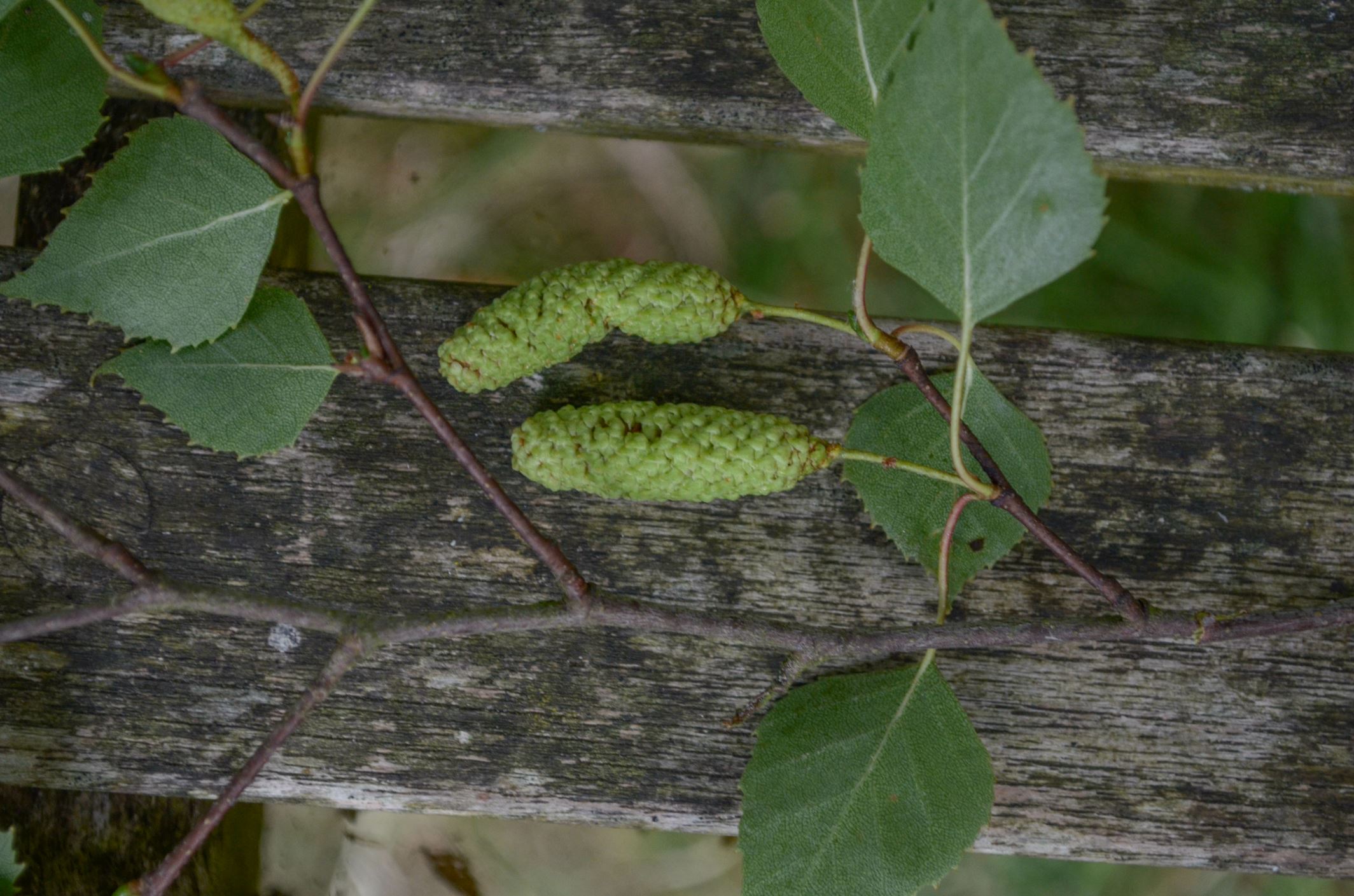 Image of Betula pendula subsp. pendula
