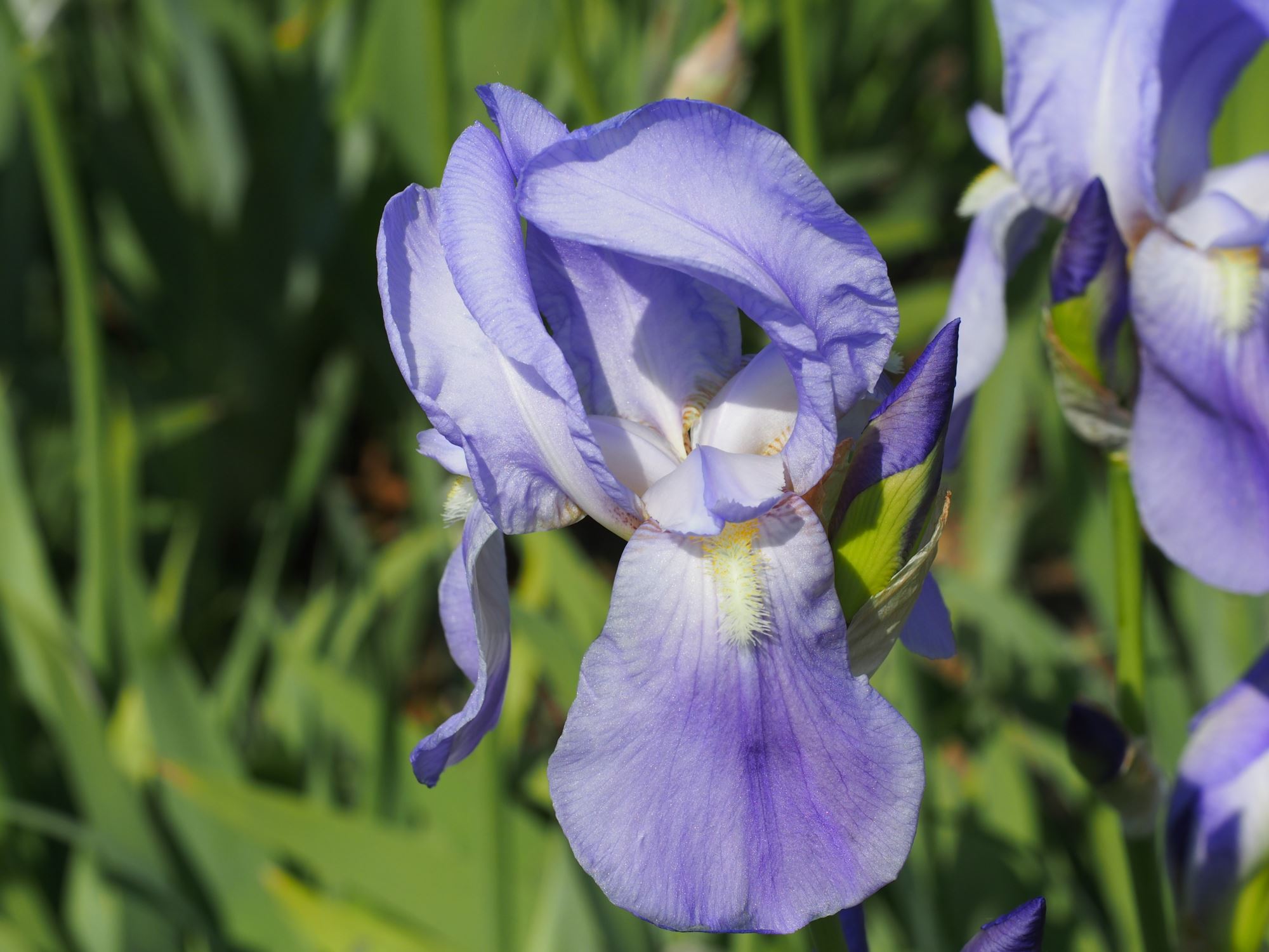 Image of Iris pallida