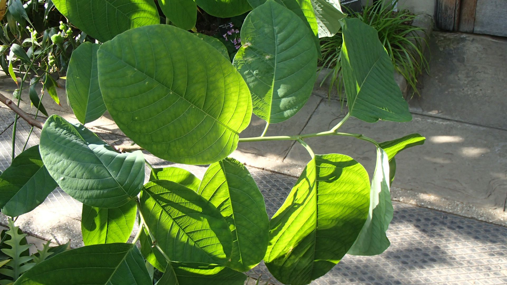 Image of Passiflora emarginata