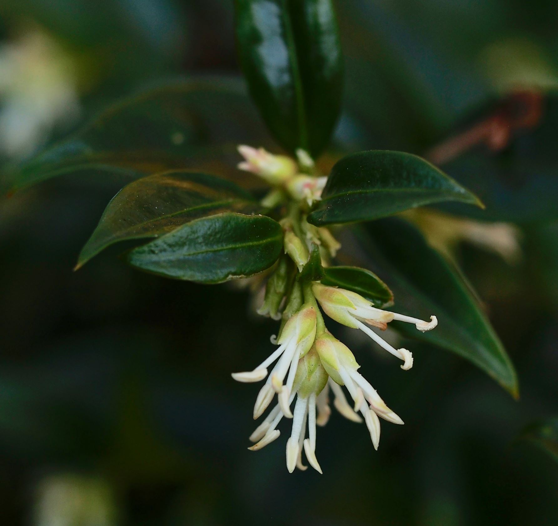 Image of Sarcococca confusa