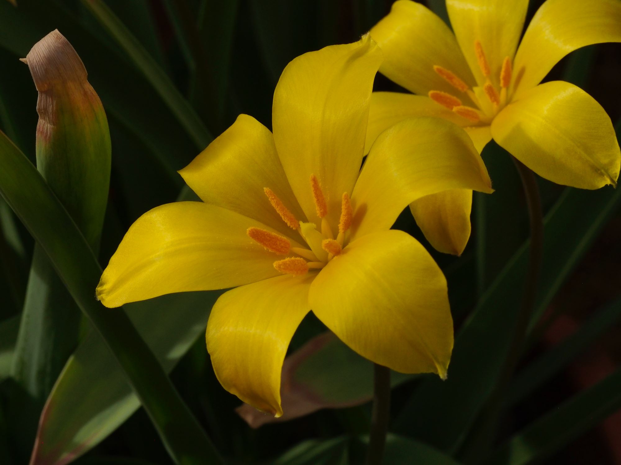 Image of Tulipa iliensis