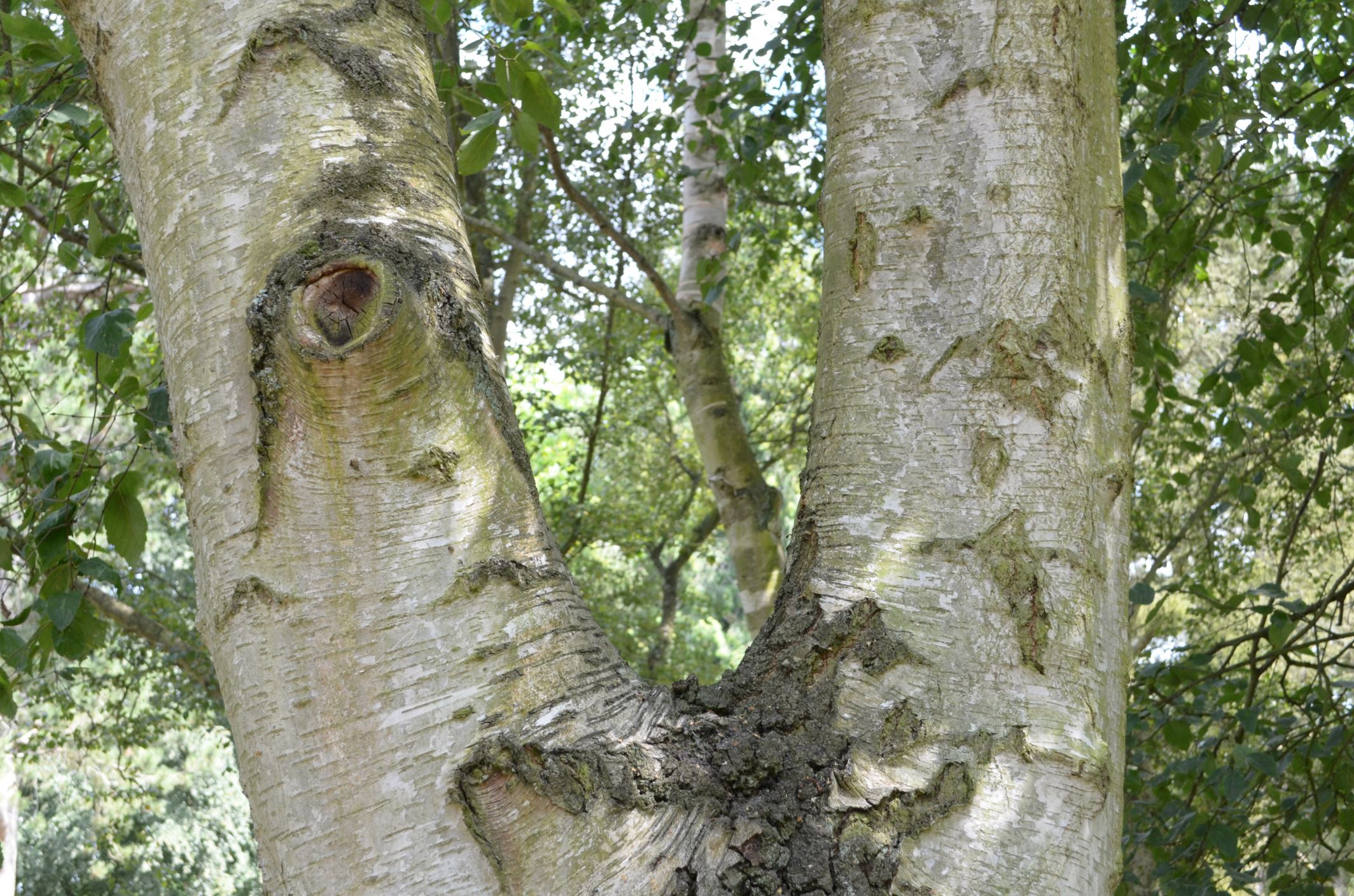 Image of Betula pendula subsp. pendula